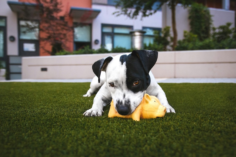 Keep on eye on resource guarders in the dog park.