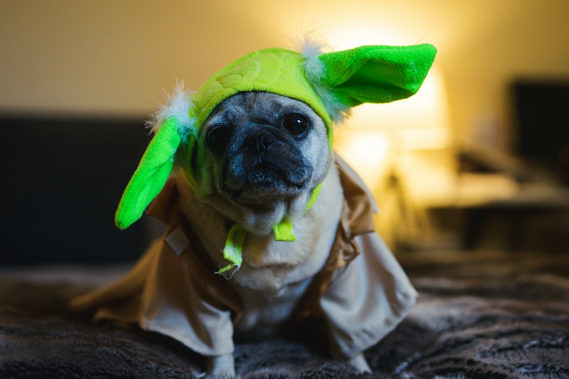 sci-fi dog names