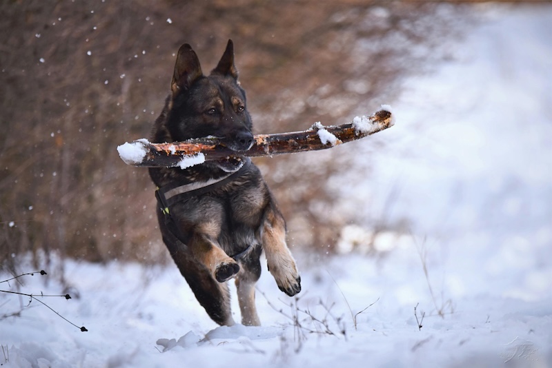 strong dog