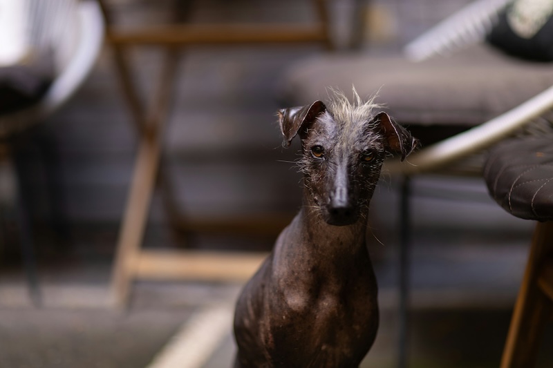 unique dog names