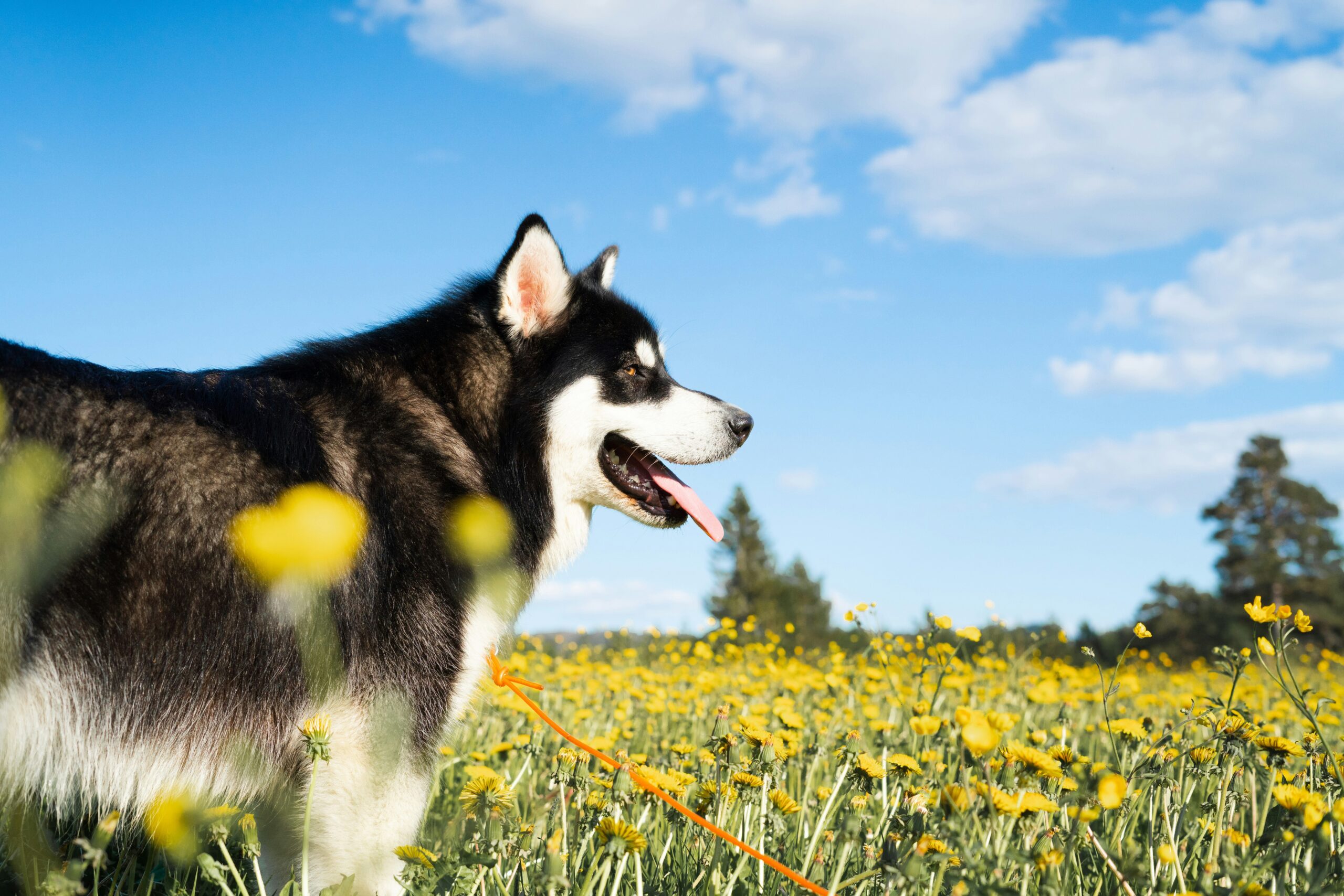 Alaskan Husky pet insurance