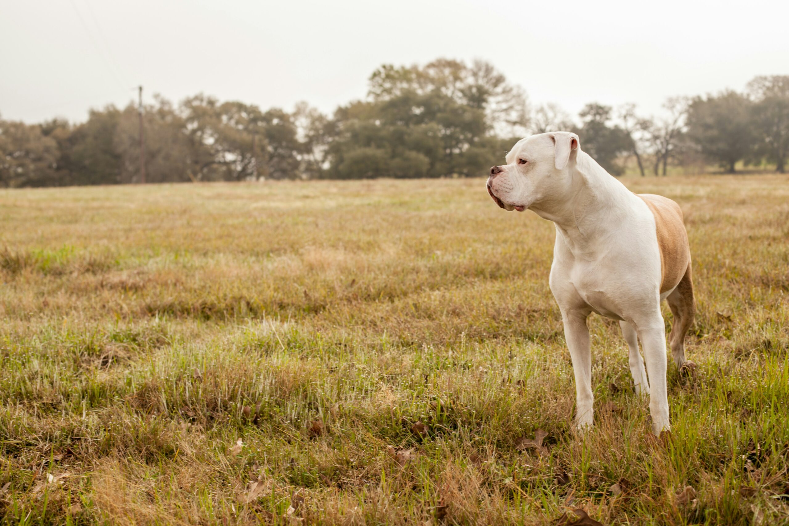American Bulldog pet insurance