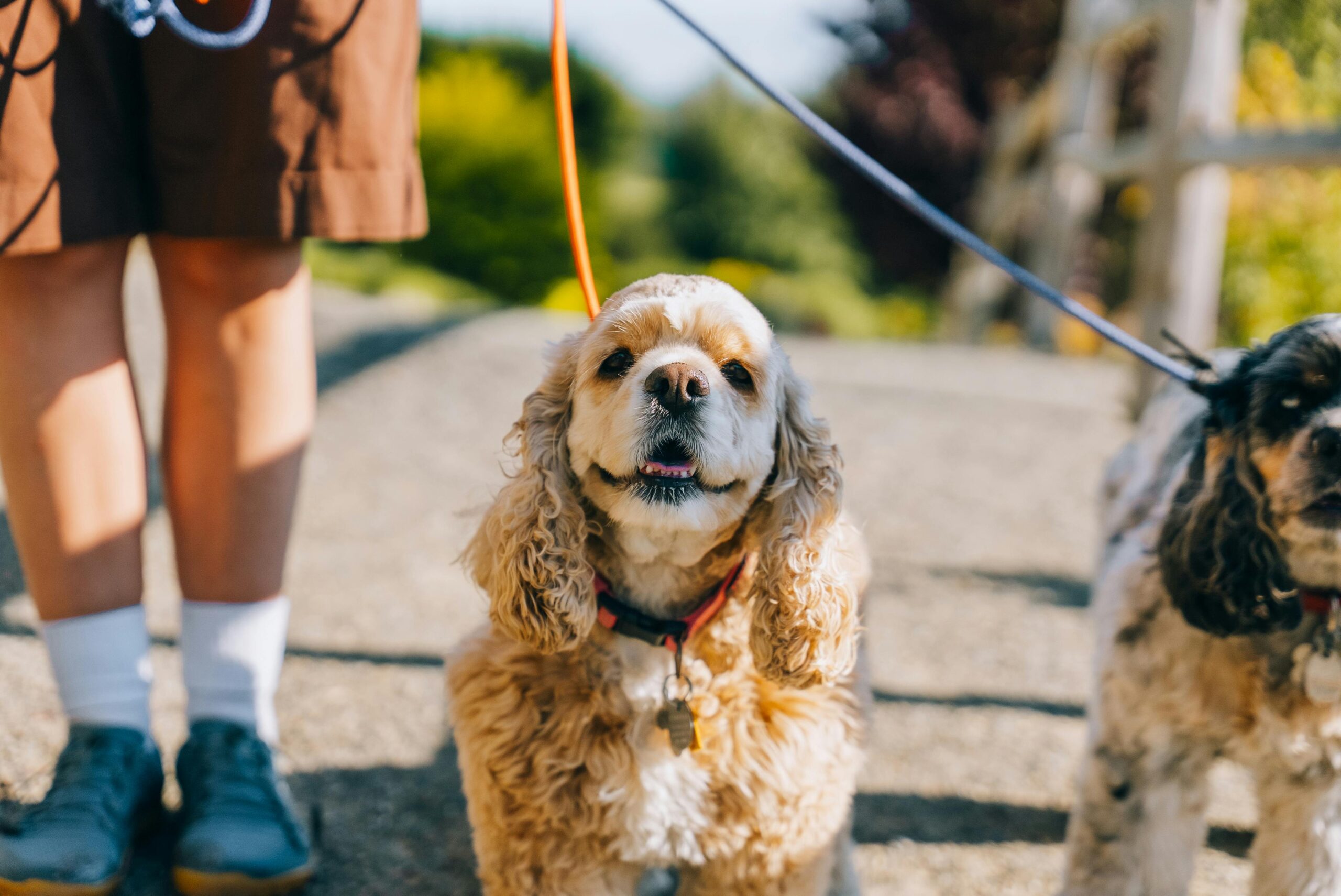 American Cocker Spaniel pet insurance