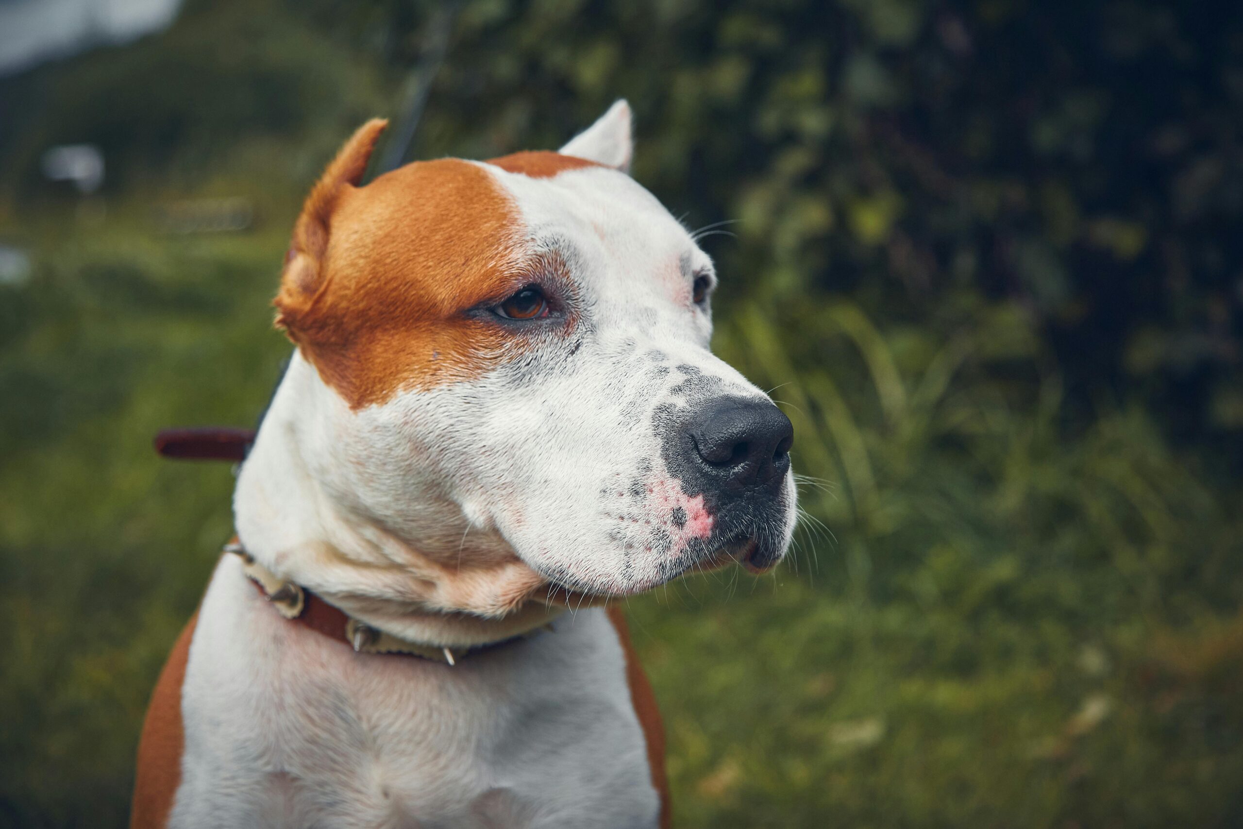 American Staffordshire Bull Terrier pet insurance