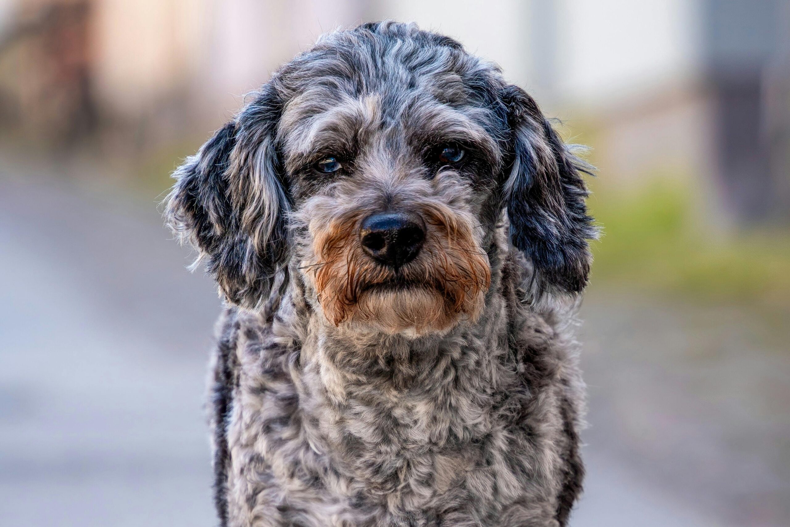 Aussiedoodle pet insurance