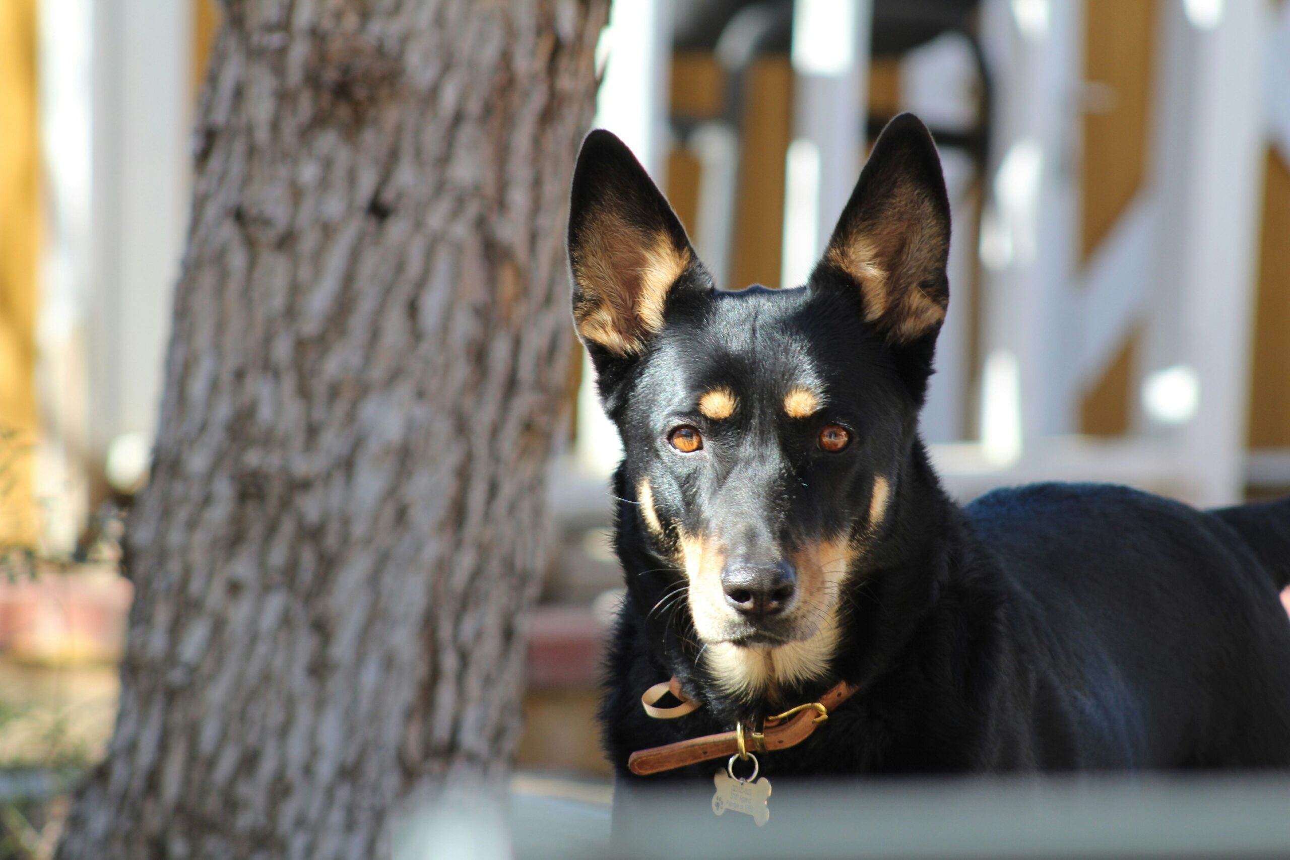 Australian Kelpie pet insurance