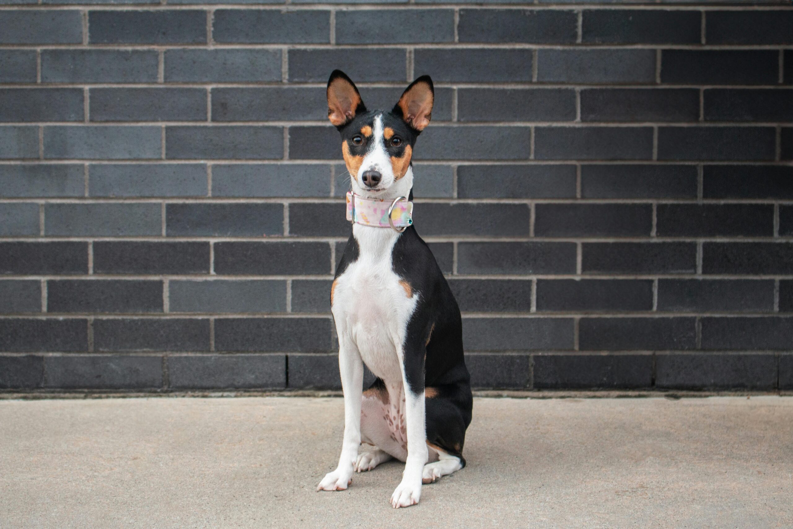 Basenji pet insurance