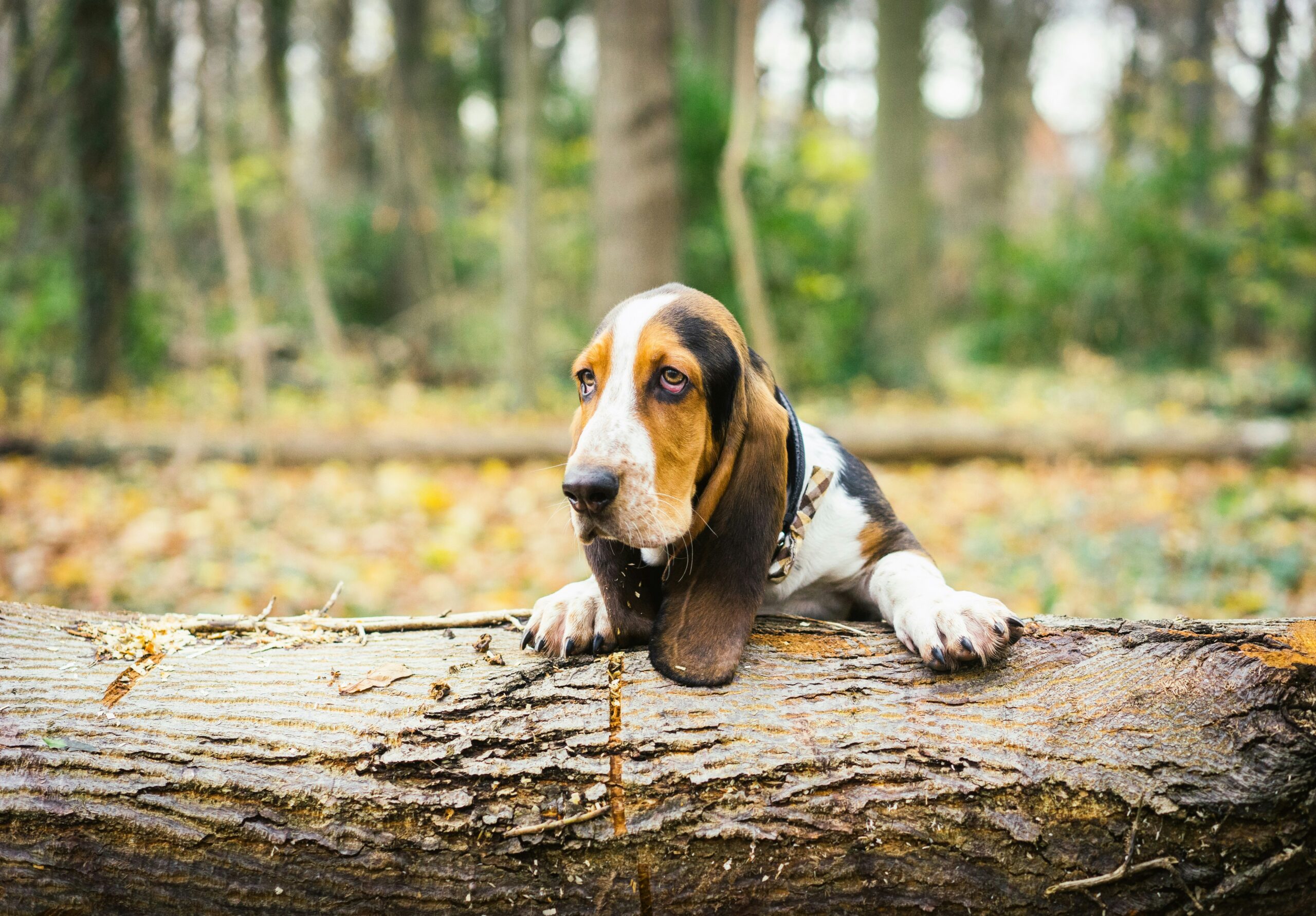 Basset Hound pet insurance
