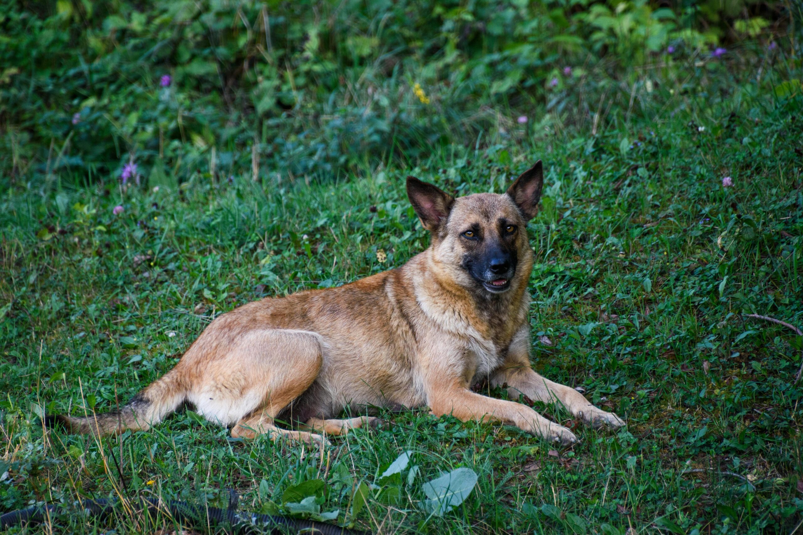 Belgian Malinois pet insurance