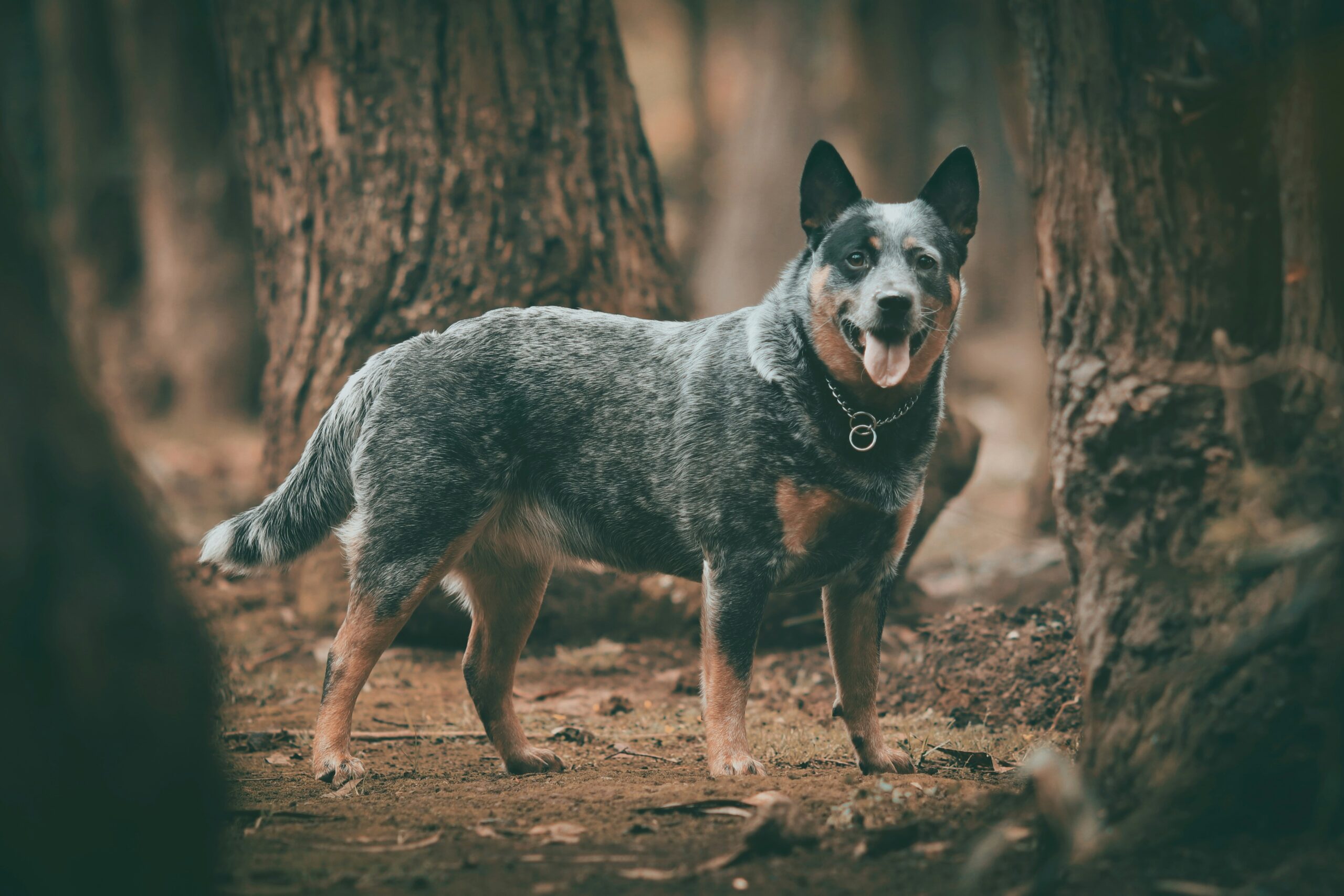 Blue Heeler pet insurance
