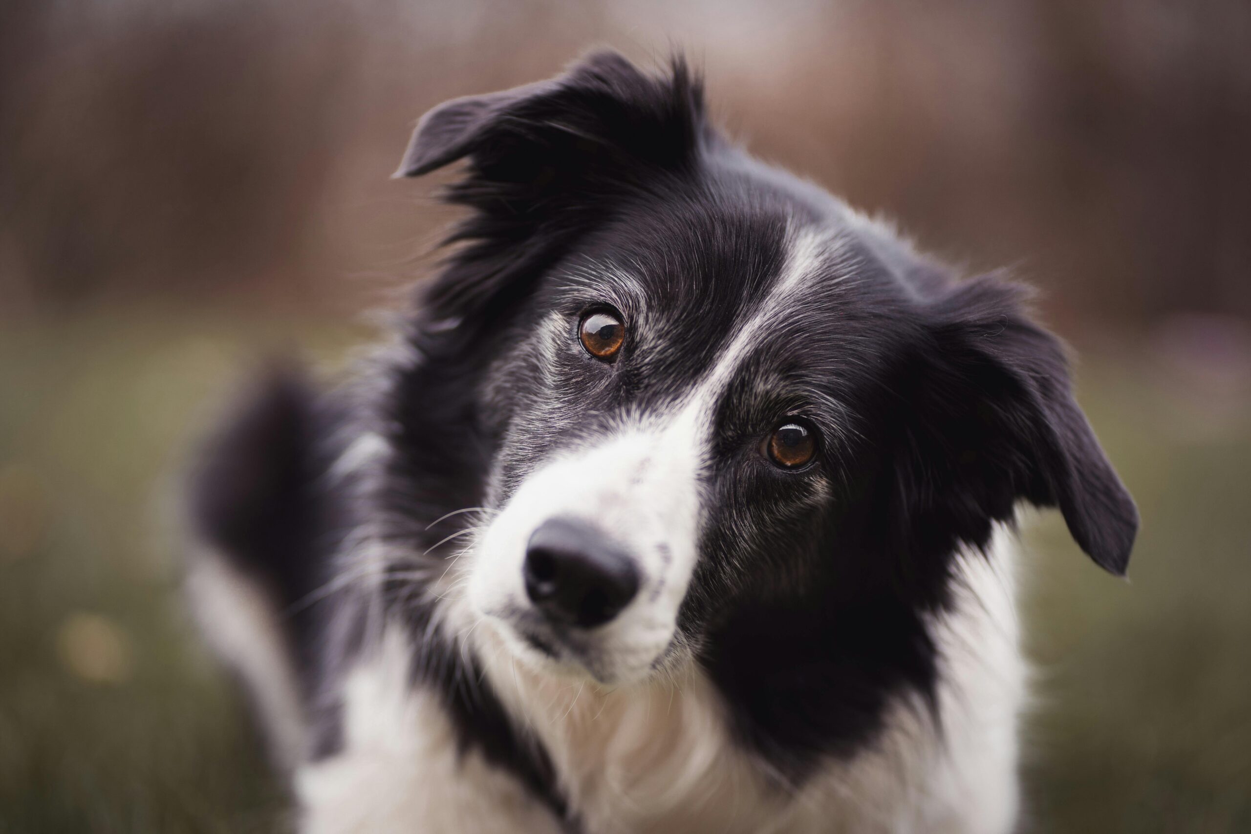 Border Collie pet insurance