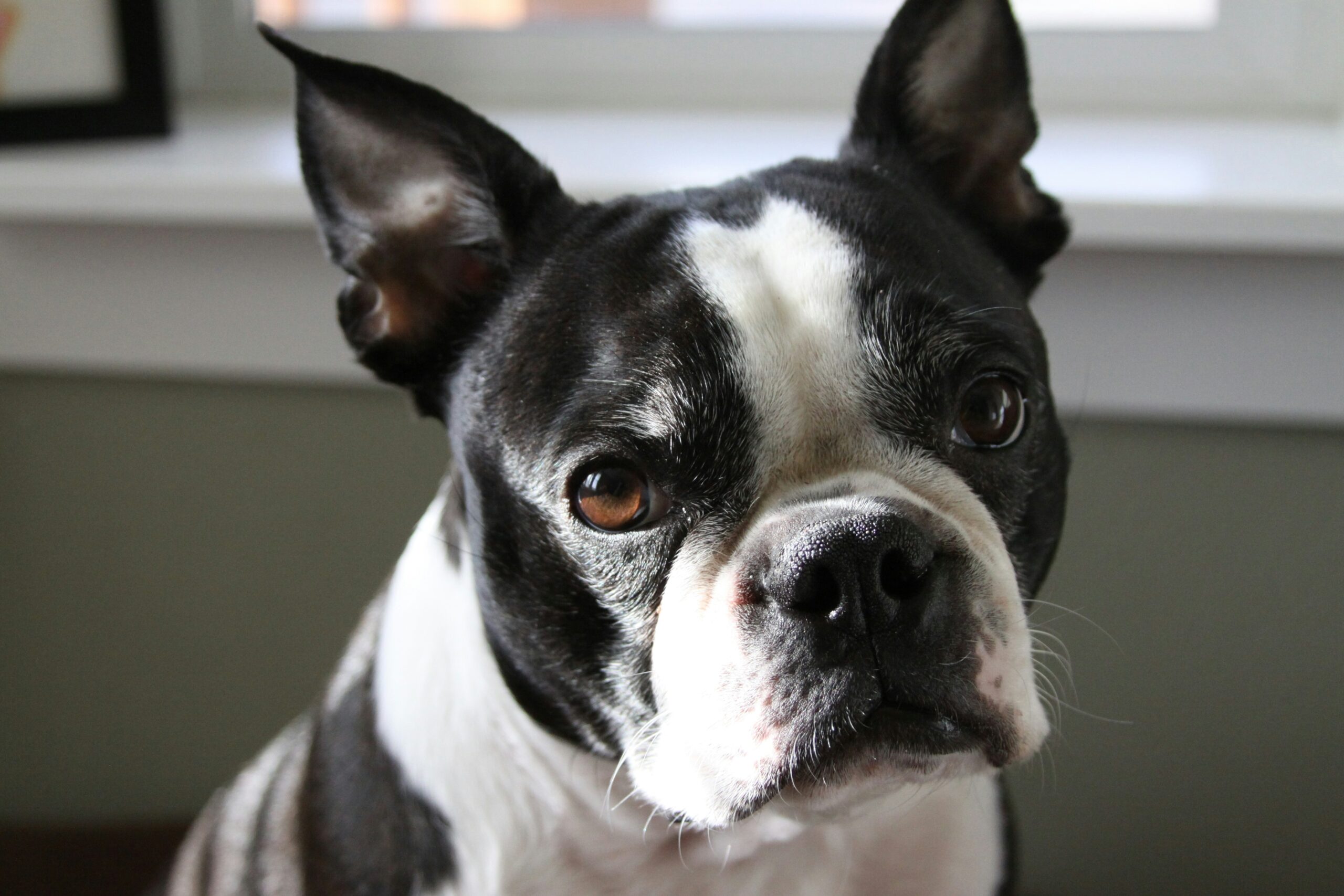 Boston Terrier pet insurance