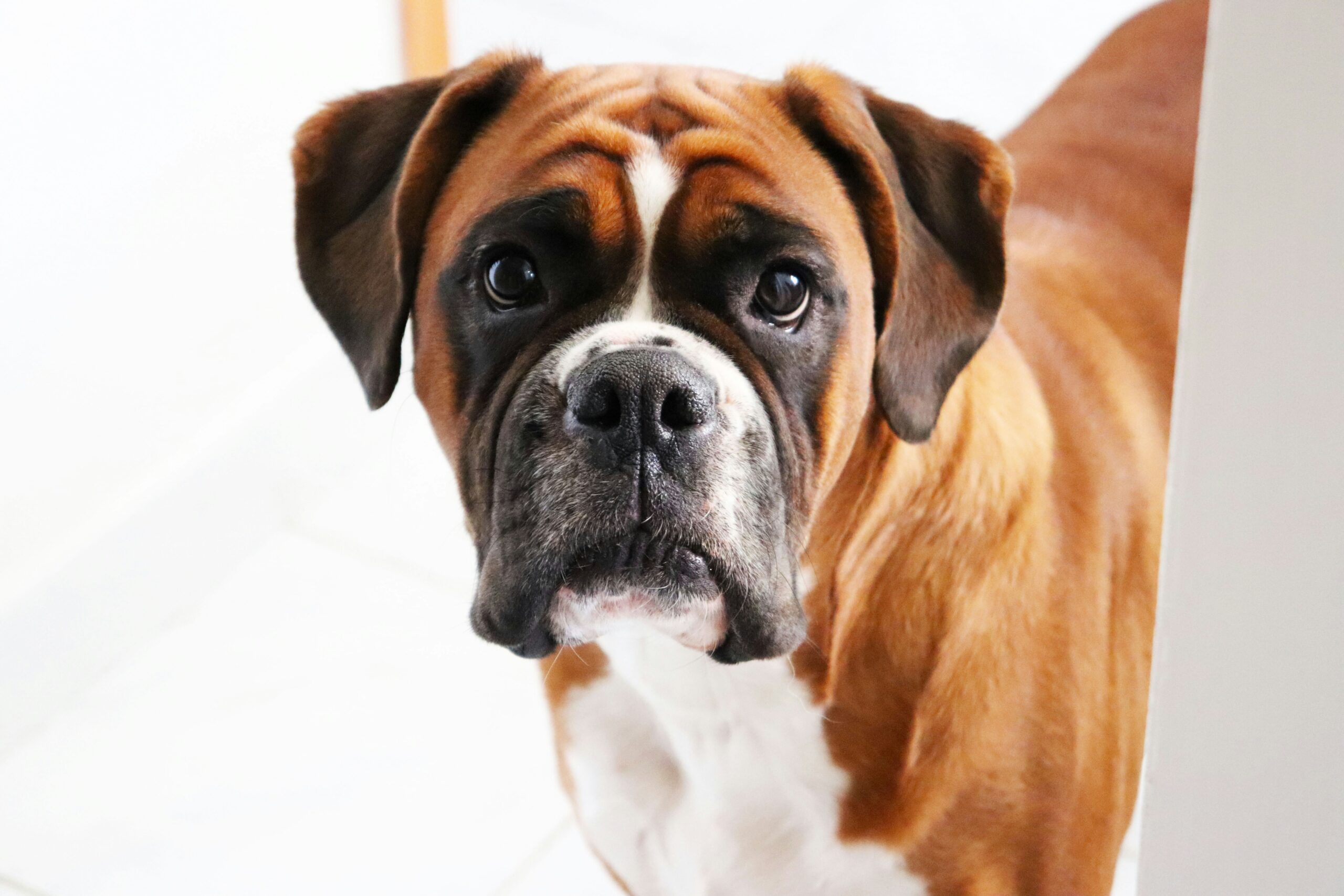 Boxer pet insurance