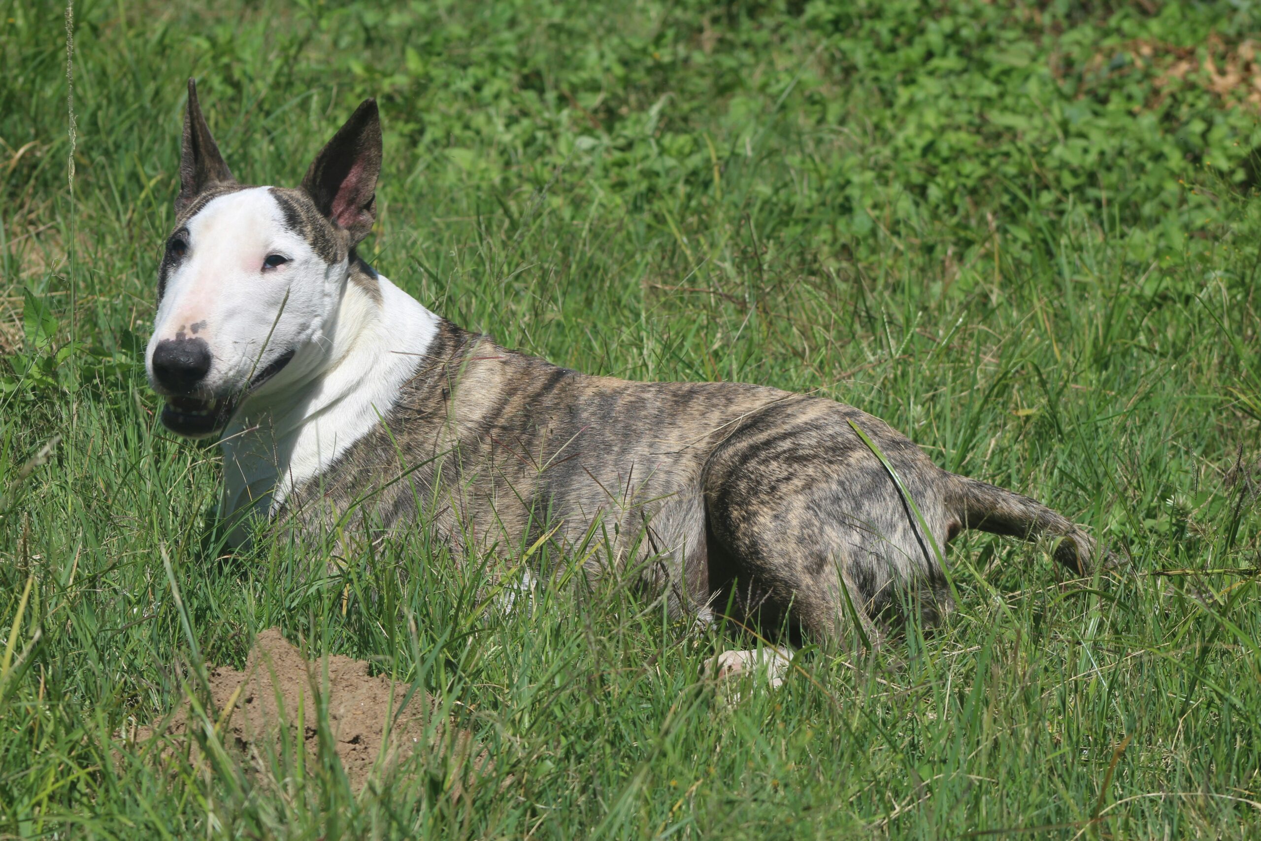 Bull Terrier pet insurance