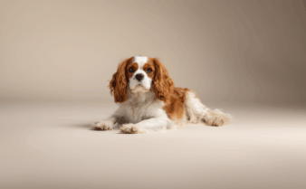Le Cavalier King Charles | La SPA, Société Protectrice des