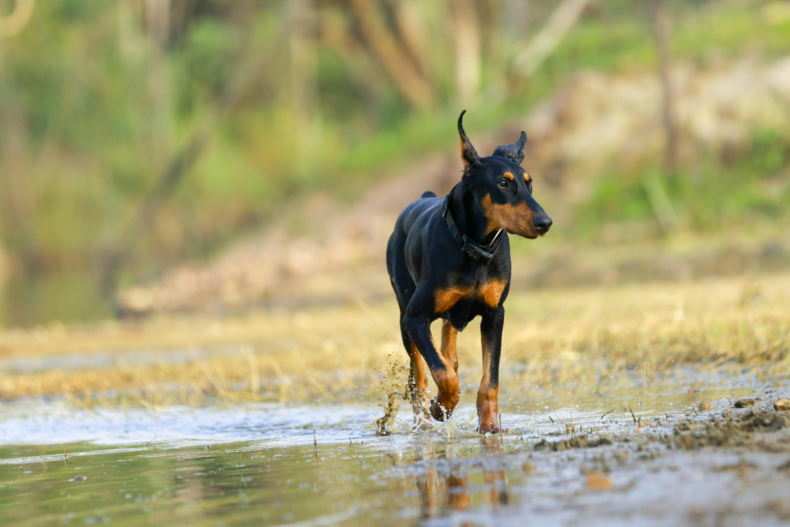 Doberman Pinscher pet insurance