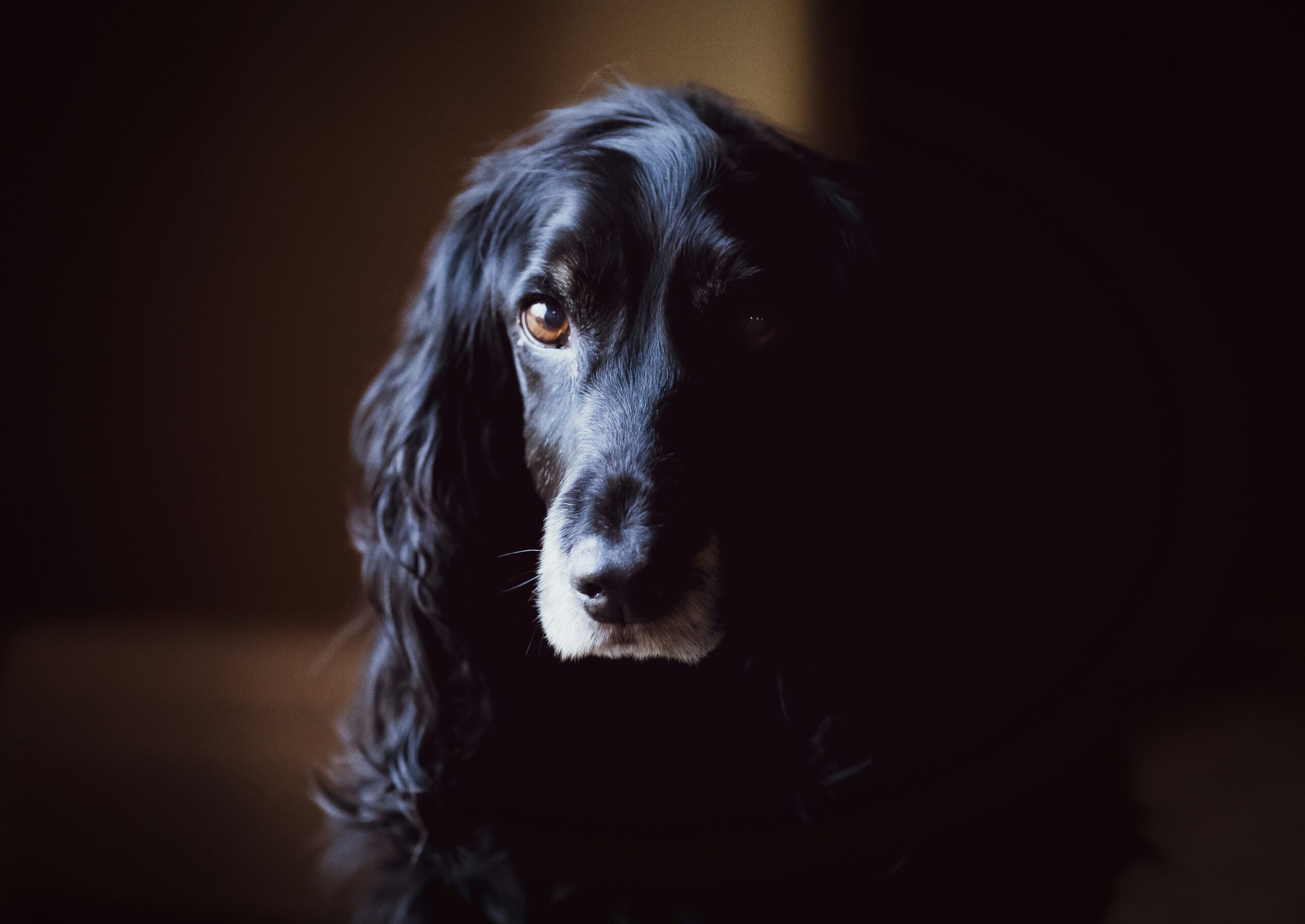 English Cocker Spaniel pet insurance