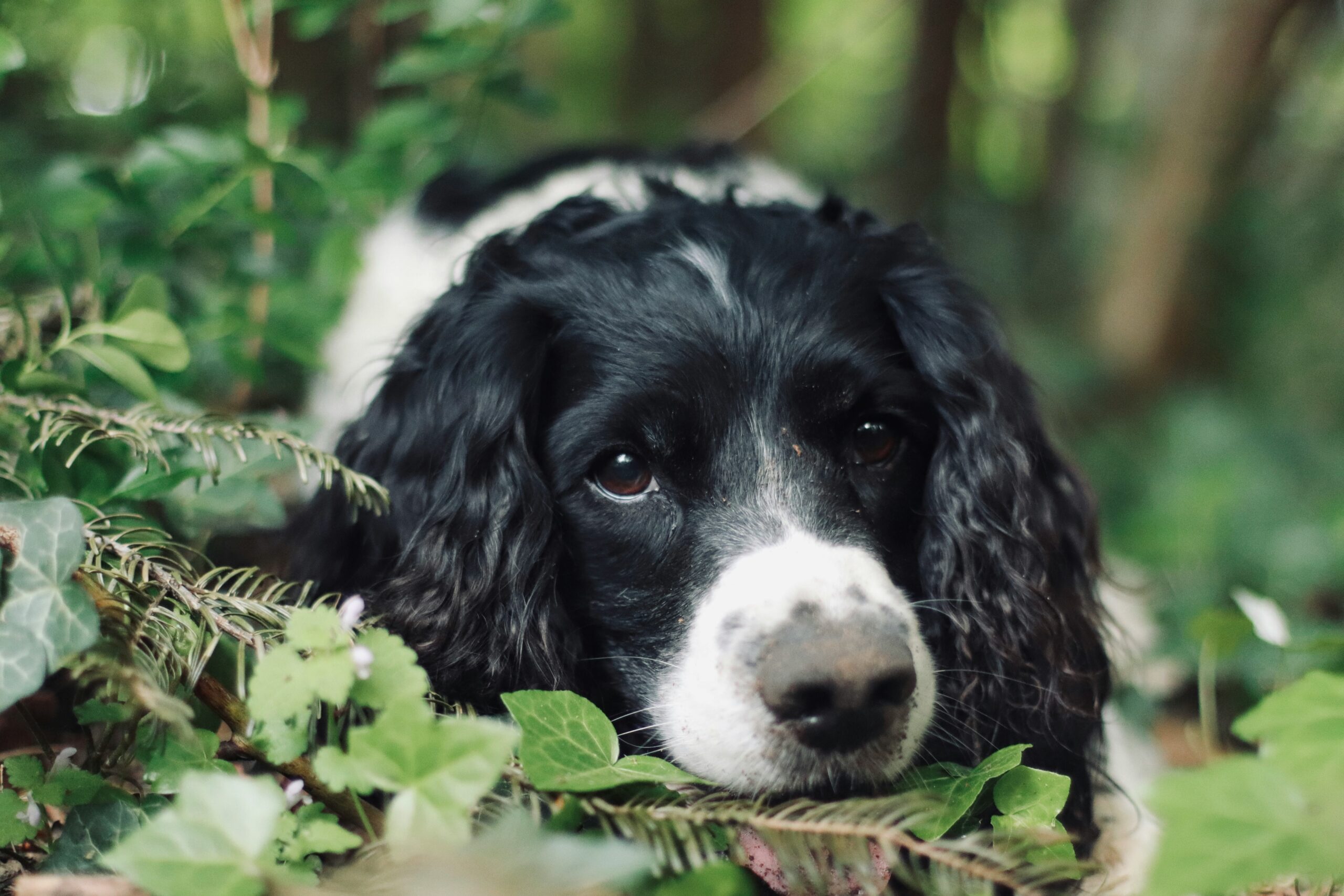 English Springer Spaniel pet insurance
