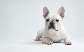 Genetic Health Testing For French Bulldogs - Embarkvet Fundamentals Explained thumbnail