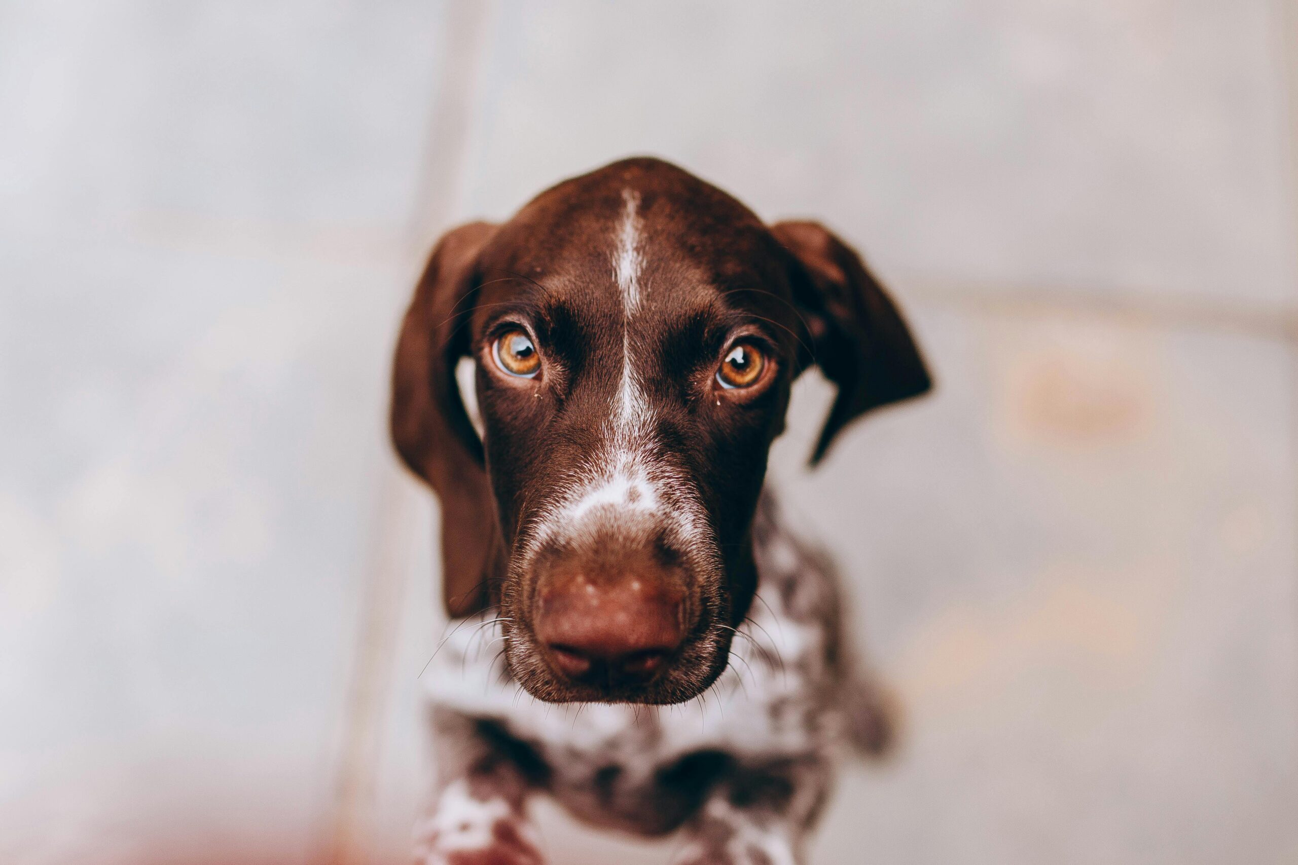 German Shorthaired Pointer pet insurance