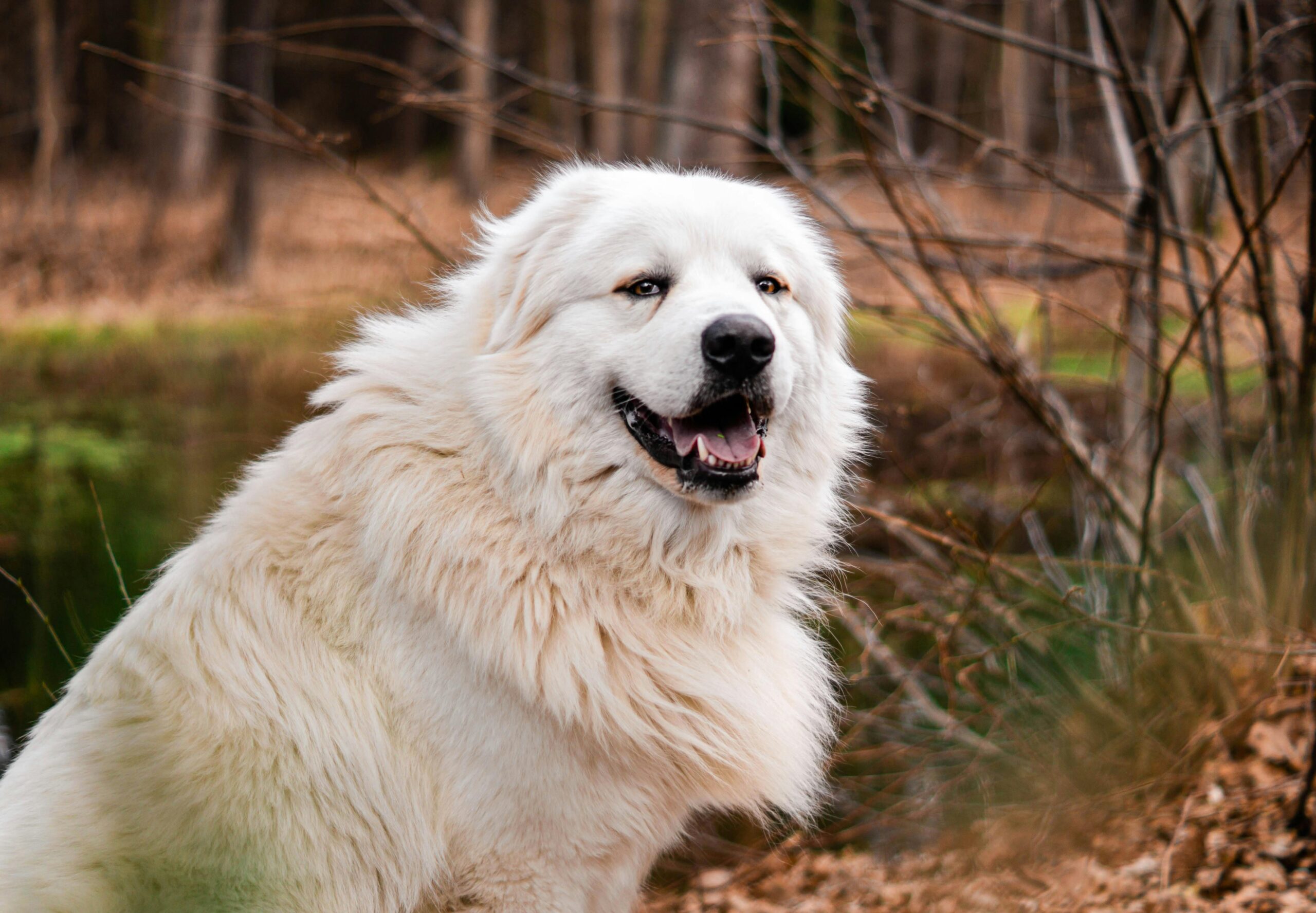 Great Pyrenees pet insurance