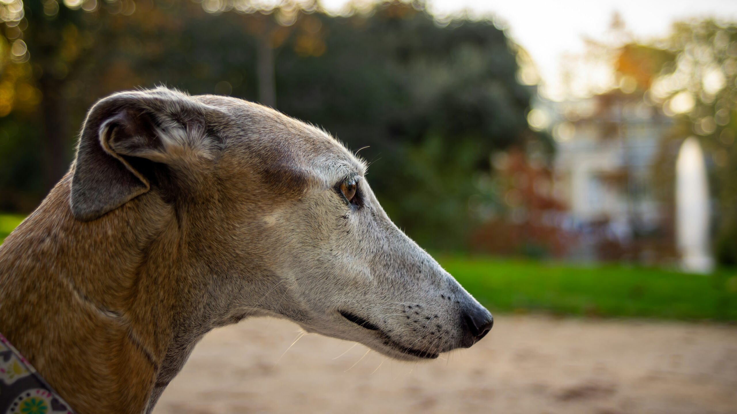Greyhound pet insurance