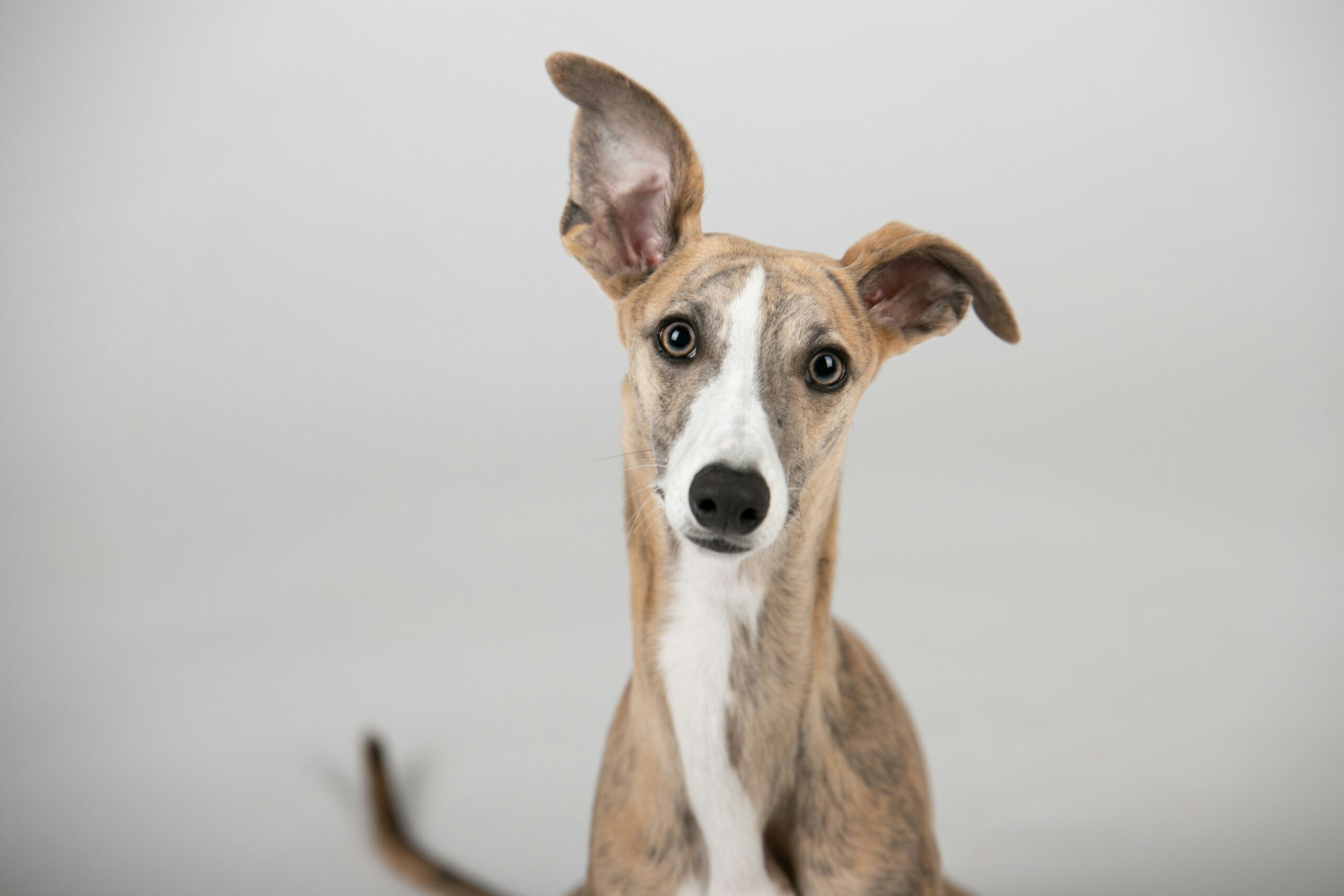 Italian Greyhound pet insurance