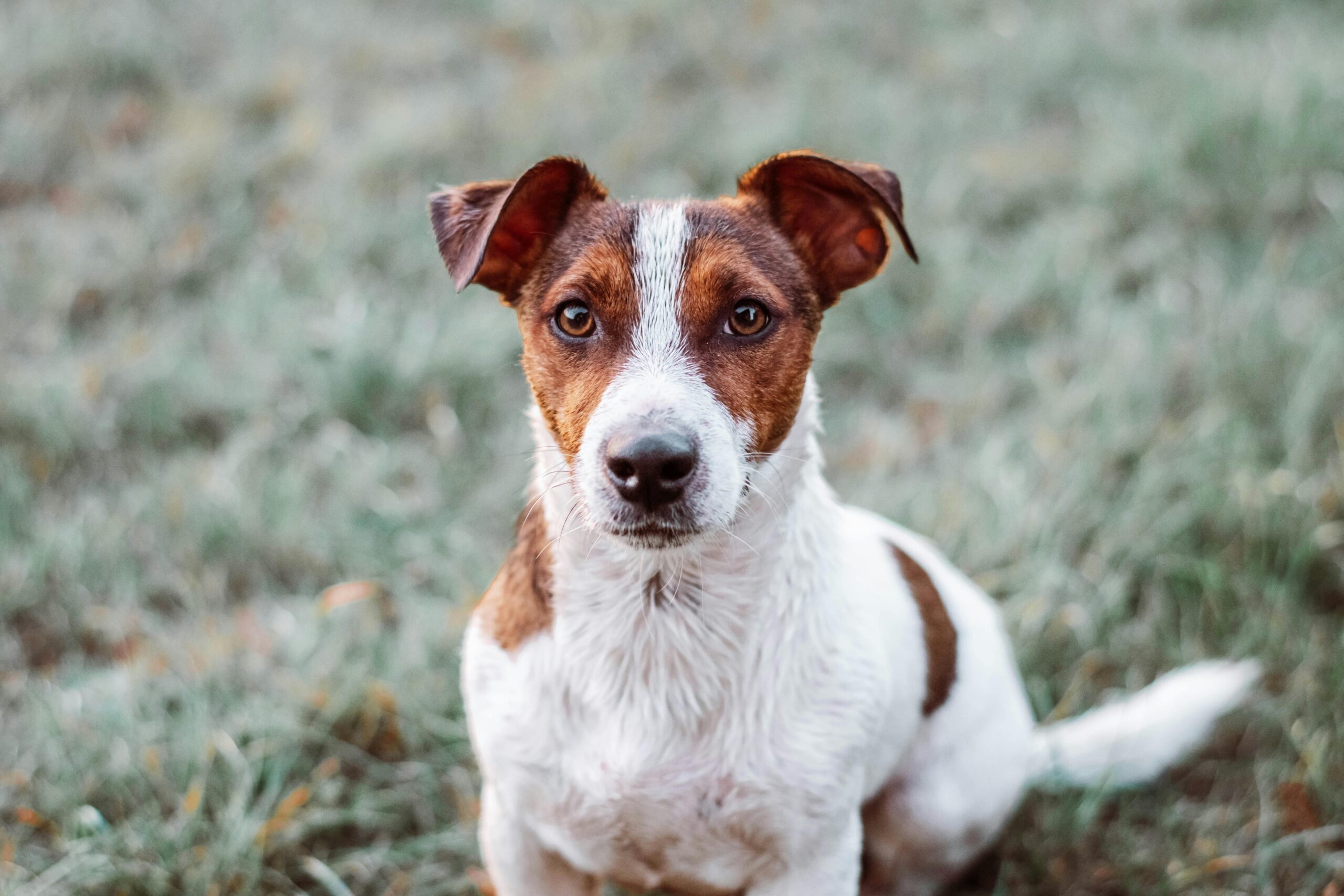 Jack Russell Terrier pet insurance