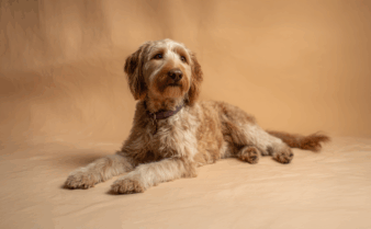 １日11時半迄 【リピート ぽぽっぽ】ドテラ My Cl 15ml CP Labradoodle-pet-insurance-
