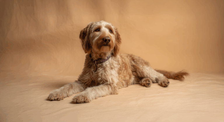 Labradoodle-pet-insurance-