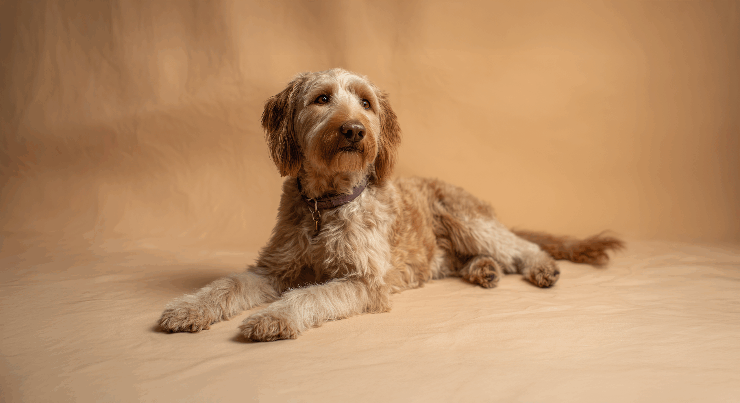 Labradoodle pet insurance