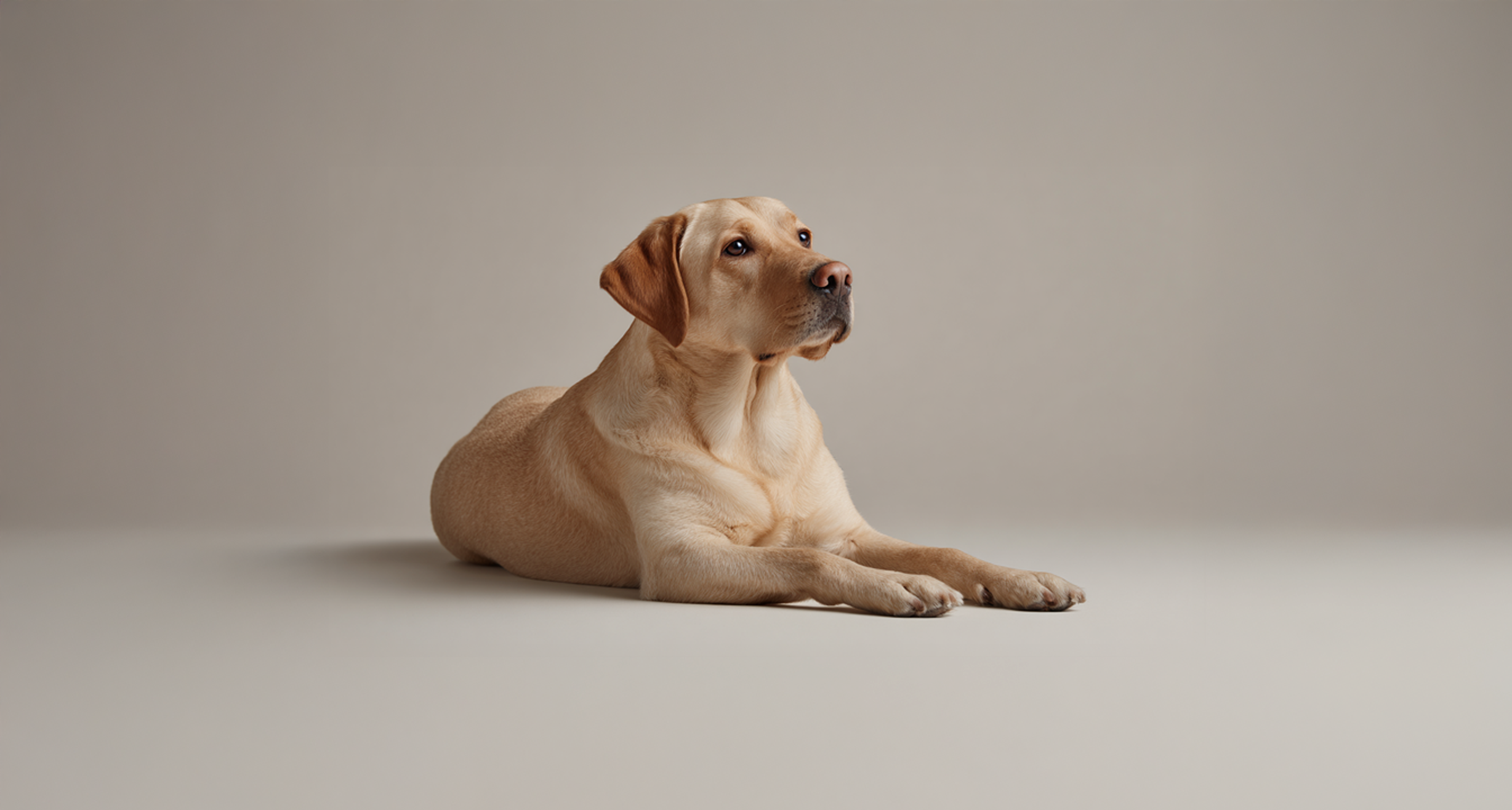 Labrador Retriever pet insurance