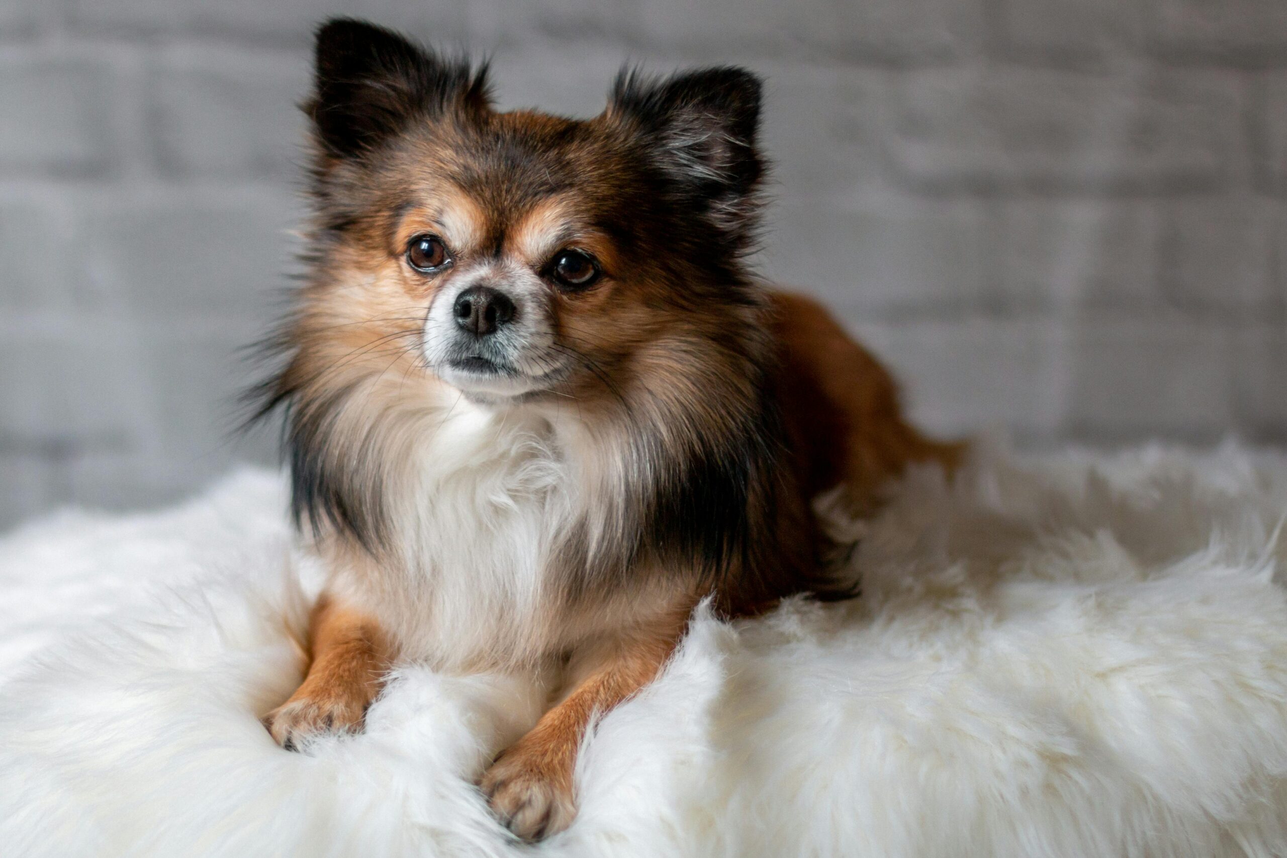 Long Haired Chihuahua pet insurance