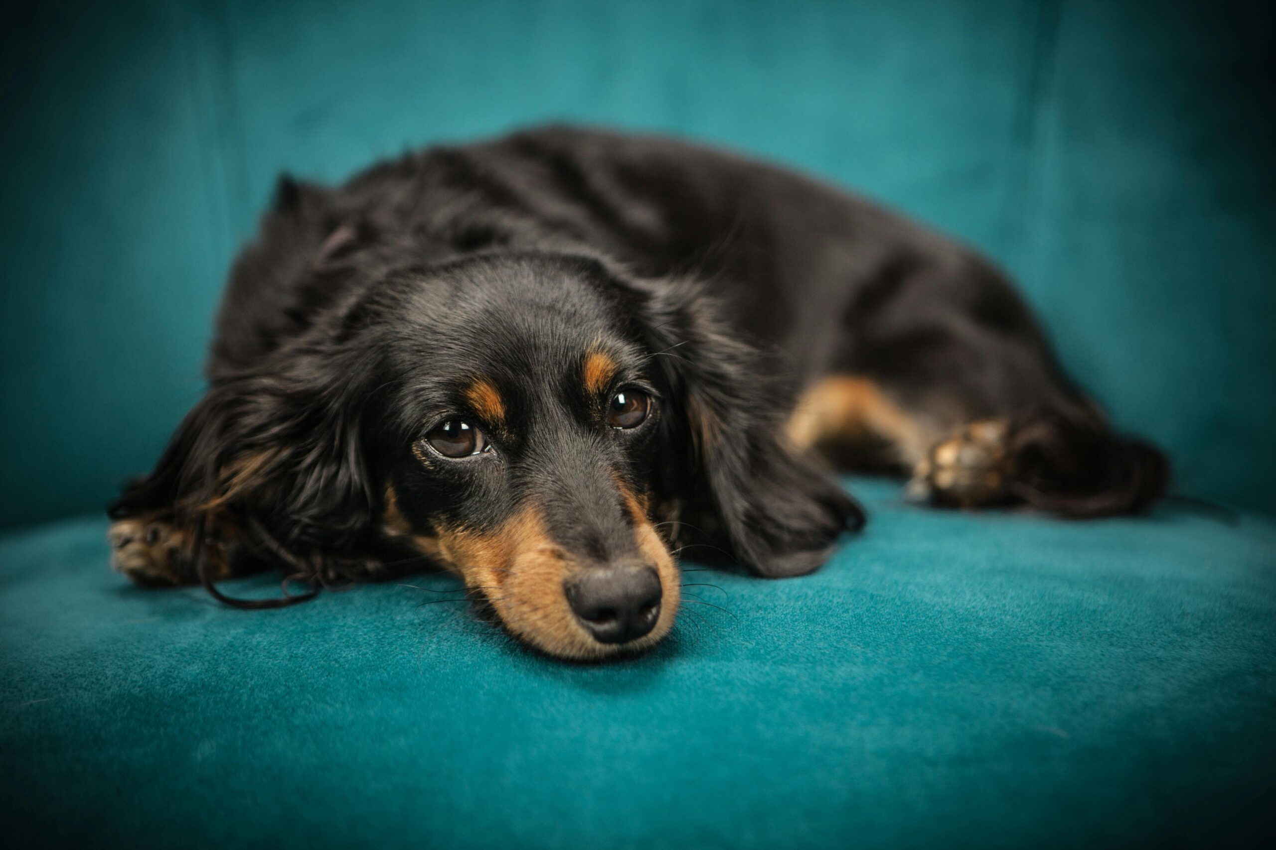 Long Haired Dachshund pet insurance