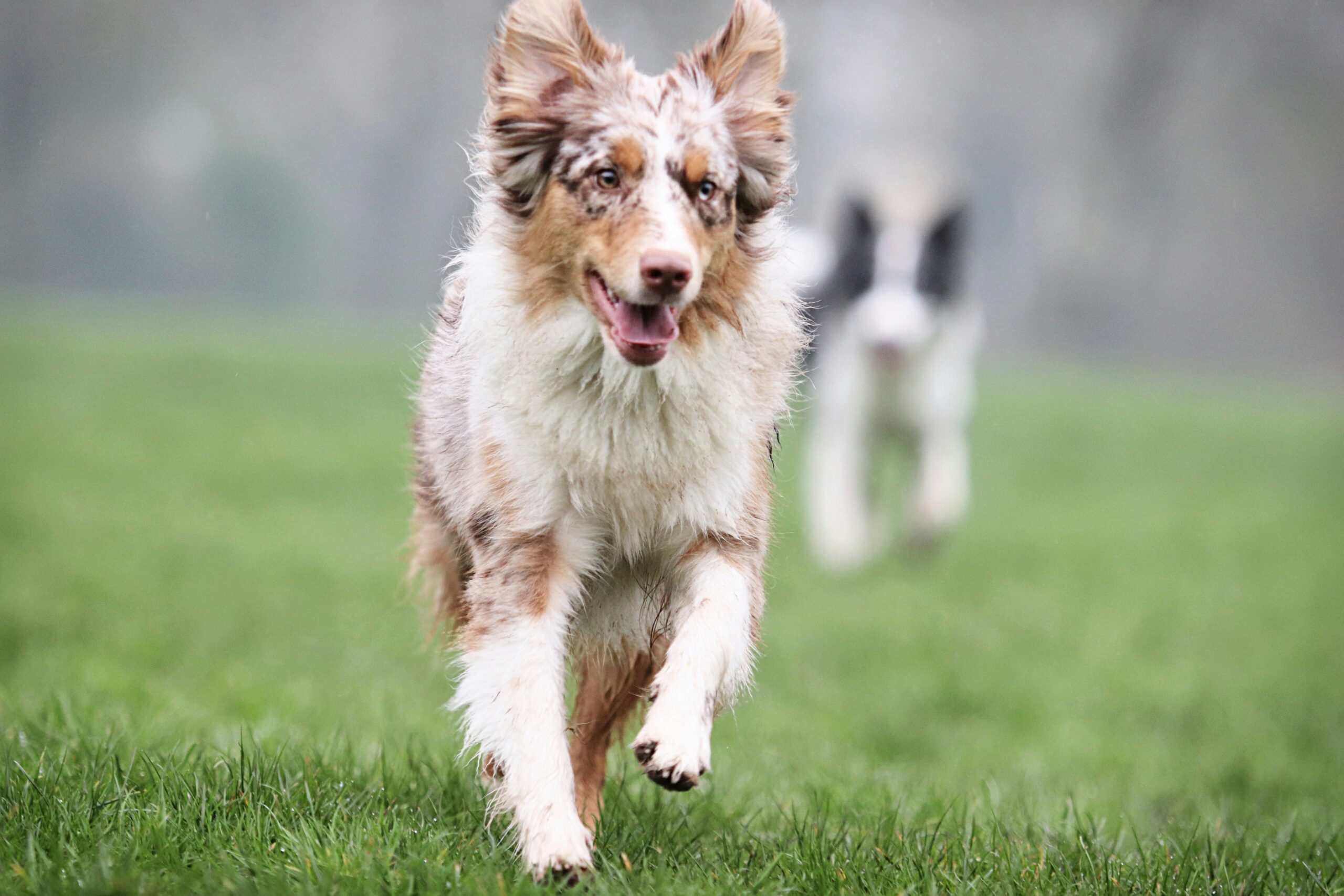 Miniature Australian Shepherd pet insurance