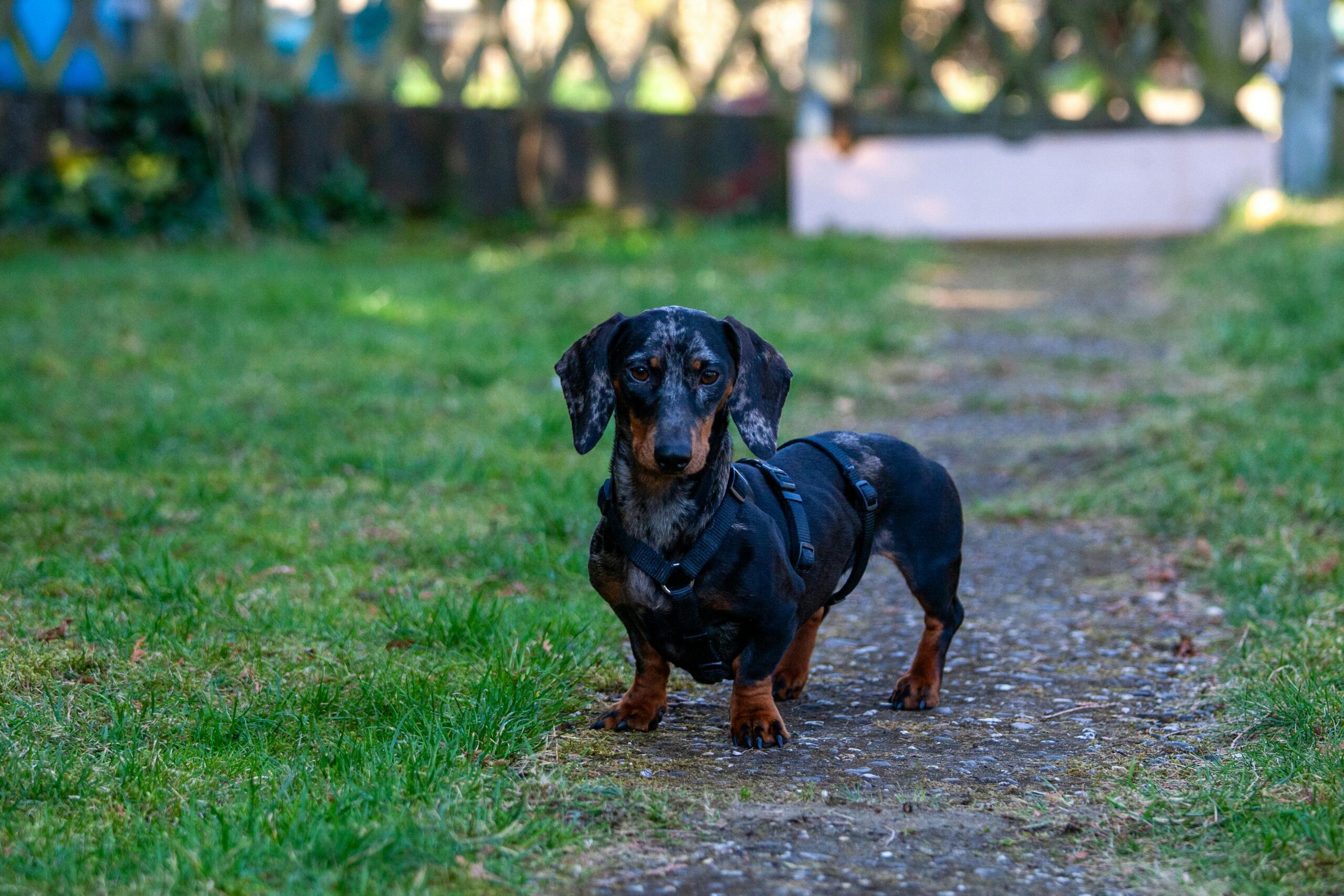 Miniature Dachshund pet insurance