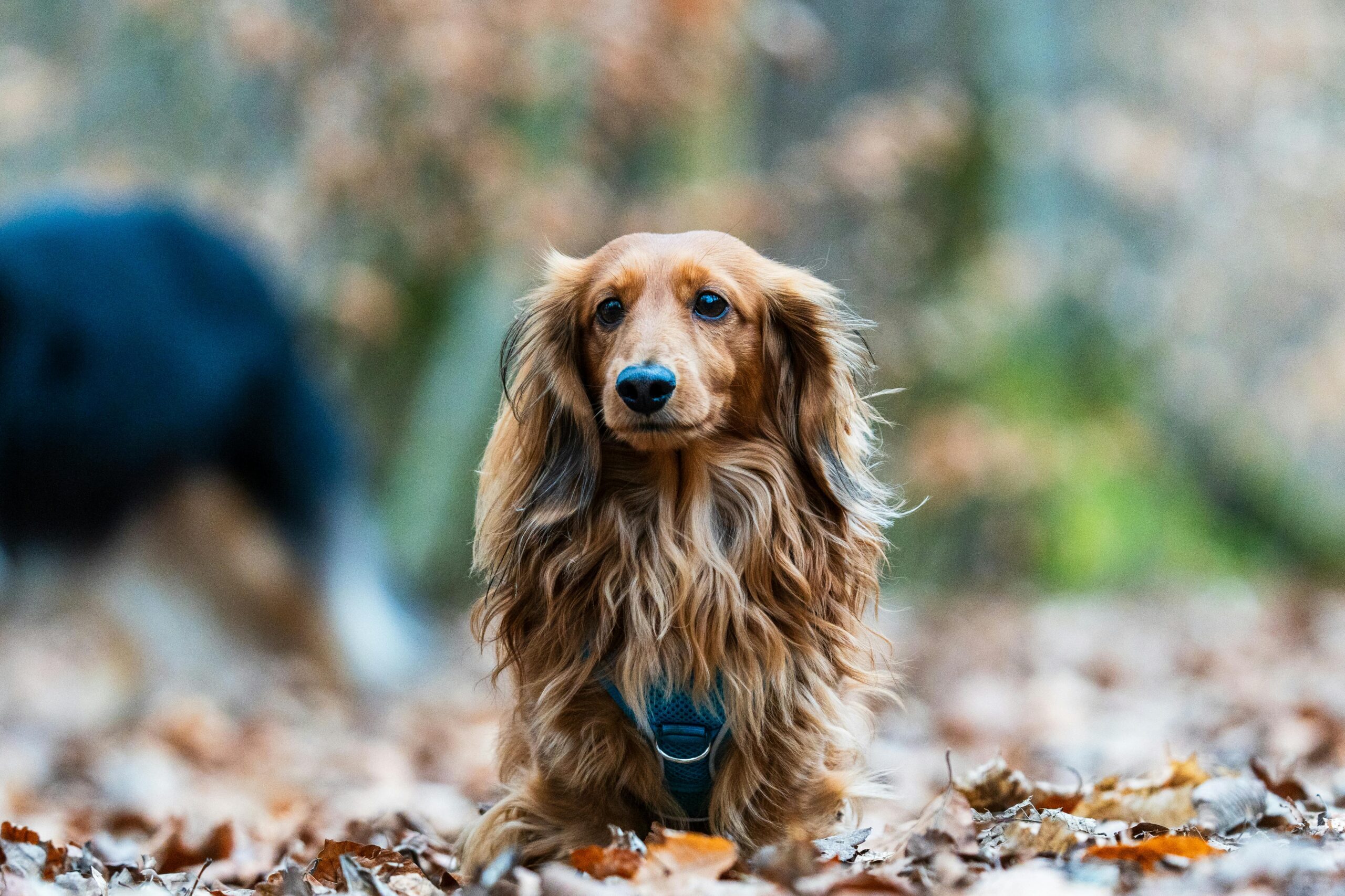 Miniature Long-Haired Dachshund pet insurance