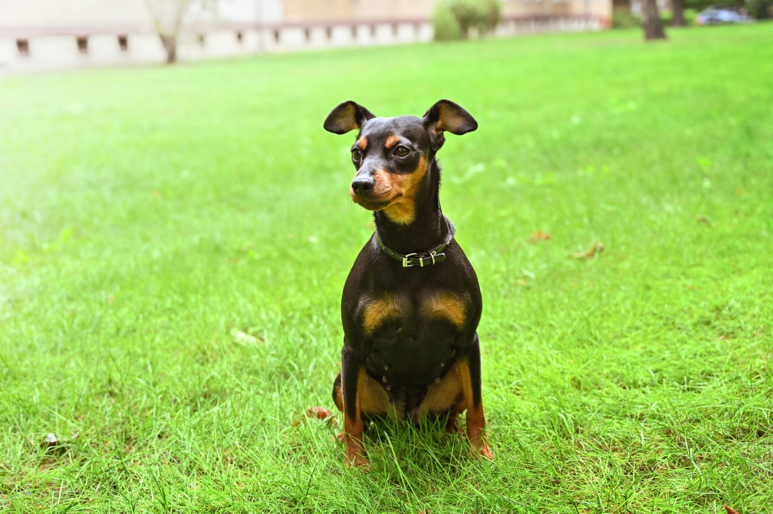 Miniature Pinscher pet insurance
