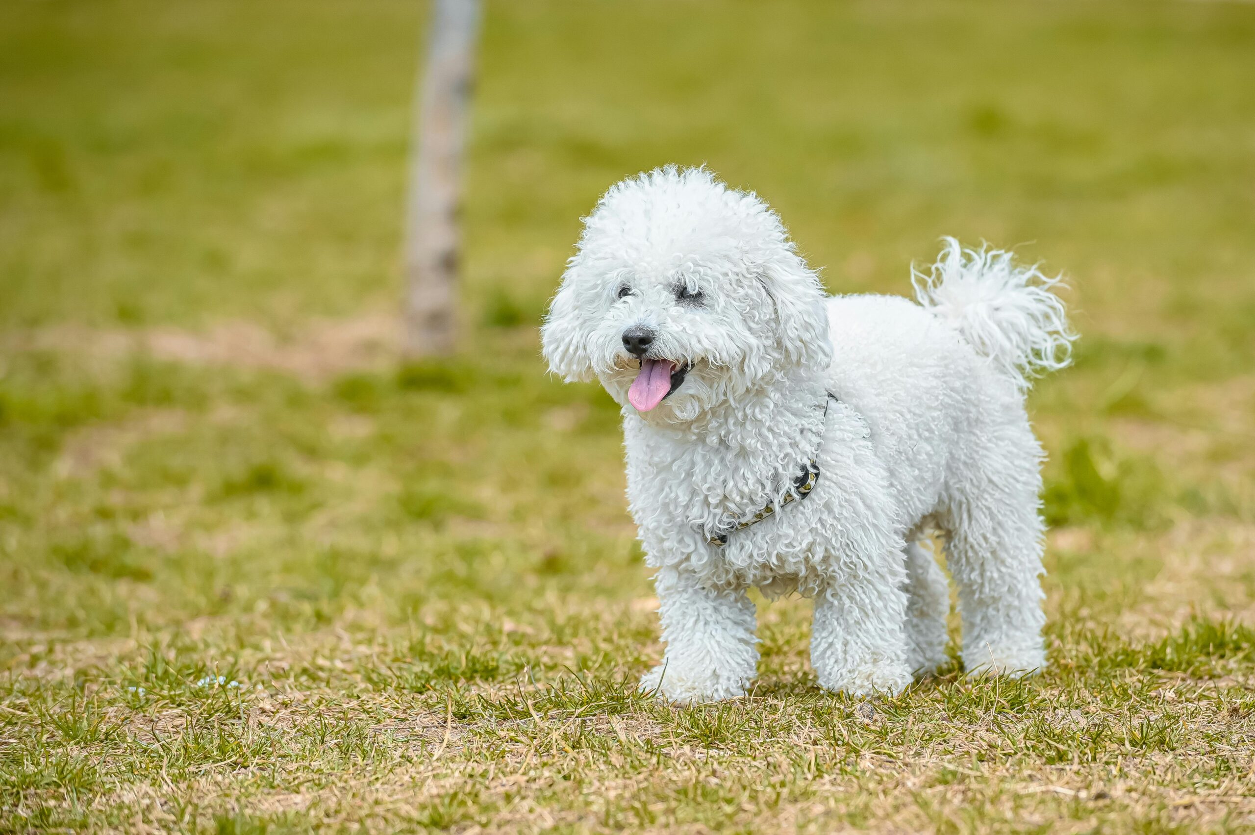 Miniature Poodle pet insurance