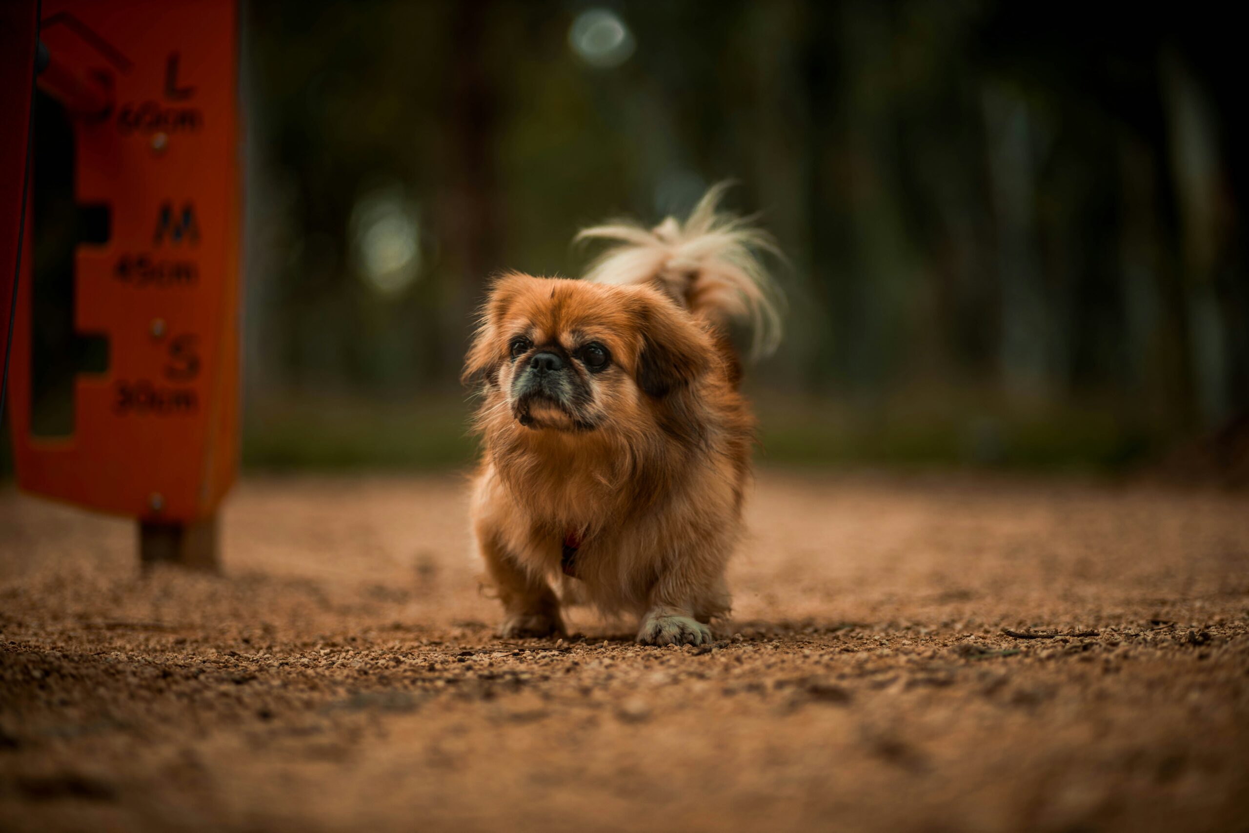 Pekingese pet insurance