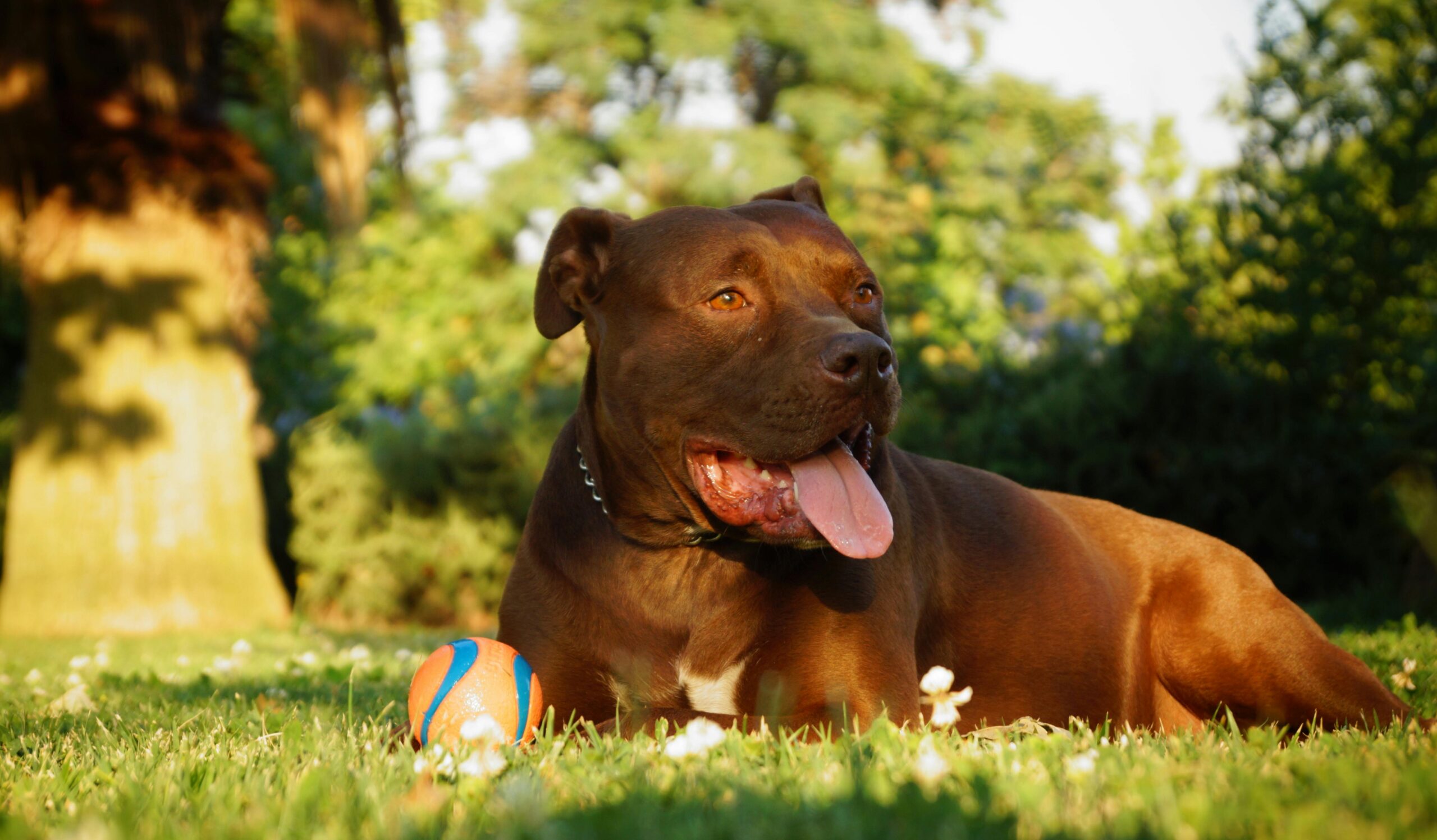 Pit Bull pet insurance