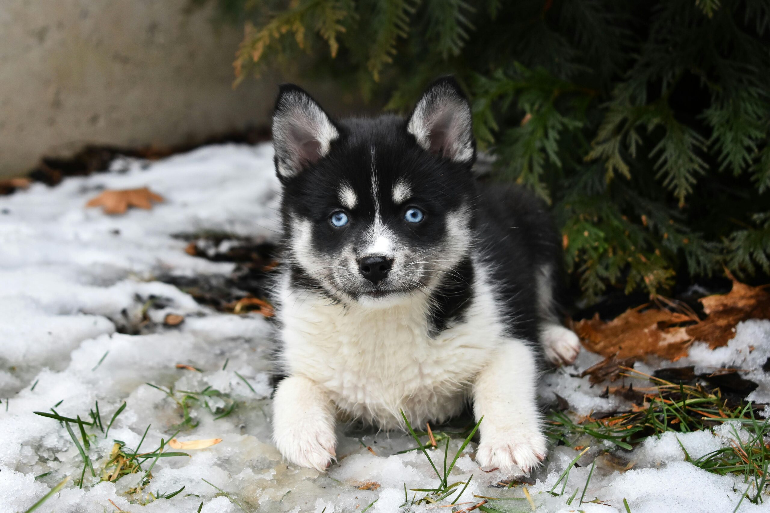 Pomsky pet insurance