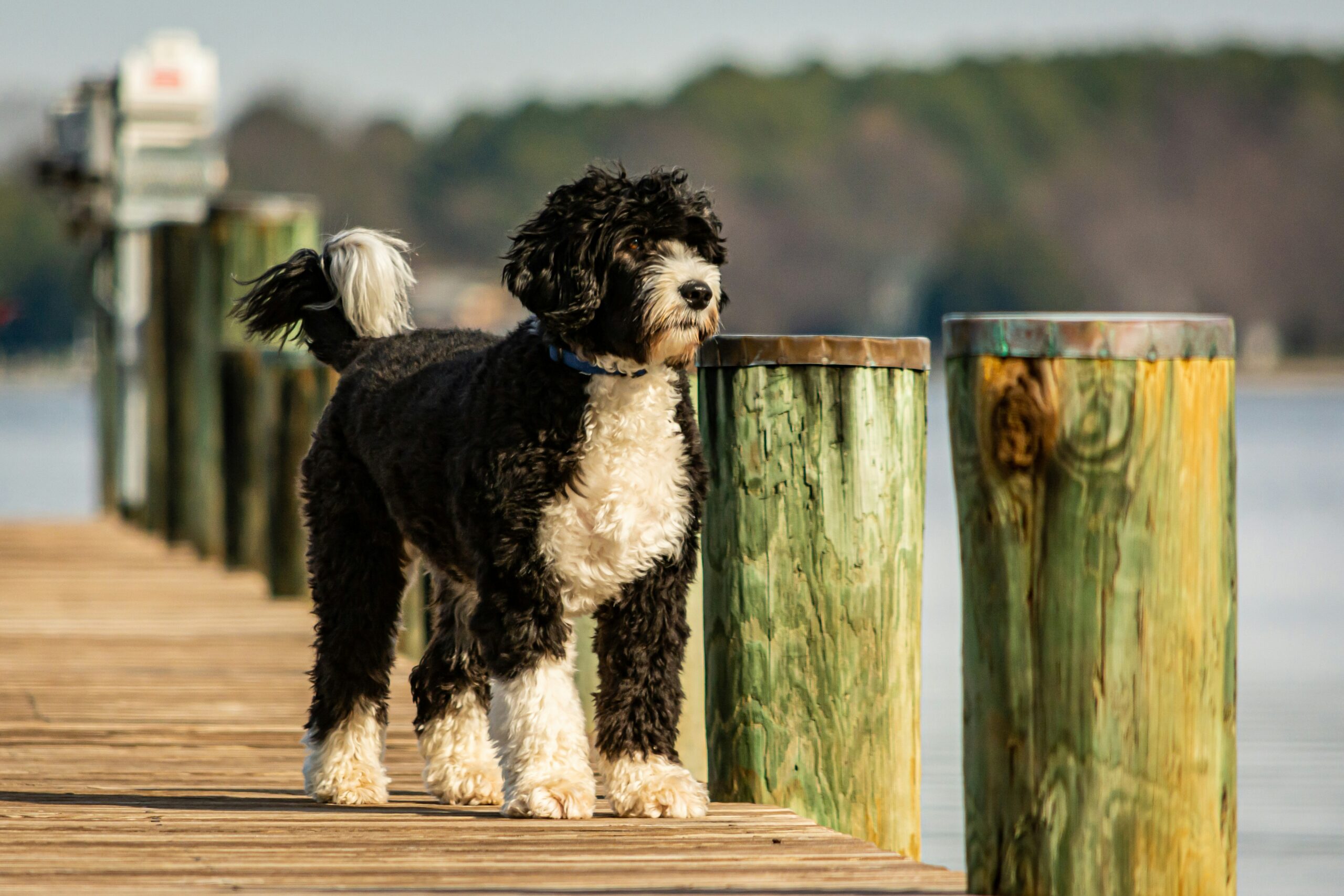 Portuguese Water Dog pet insurance