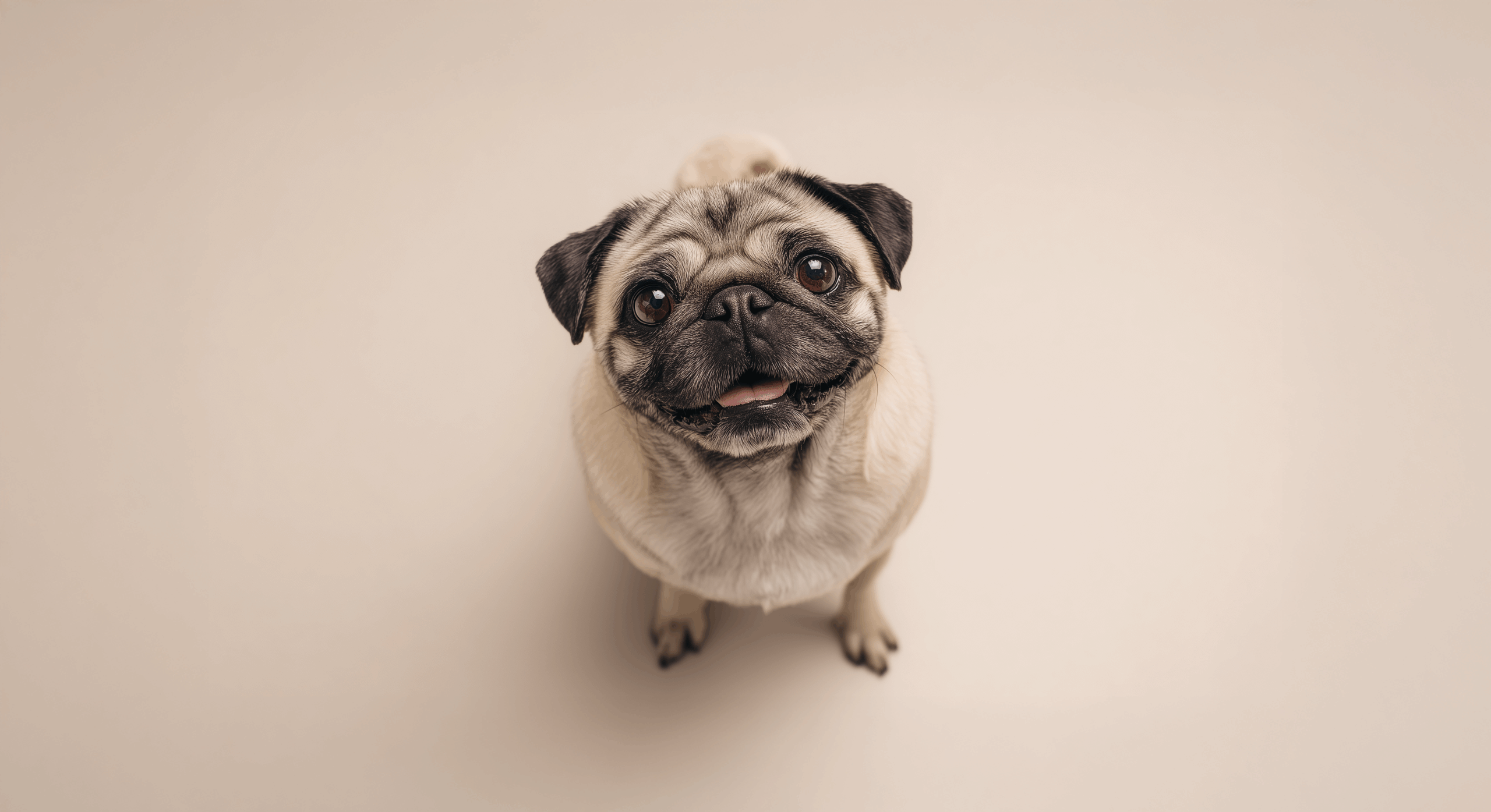 Pug pet insurance