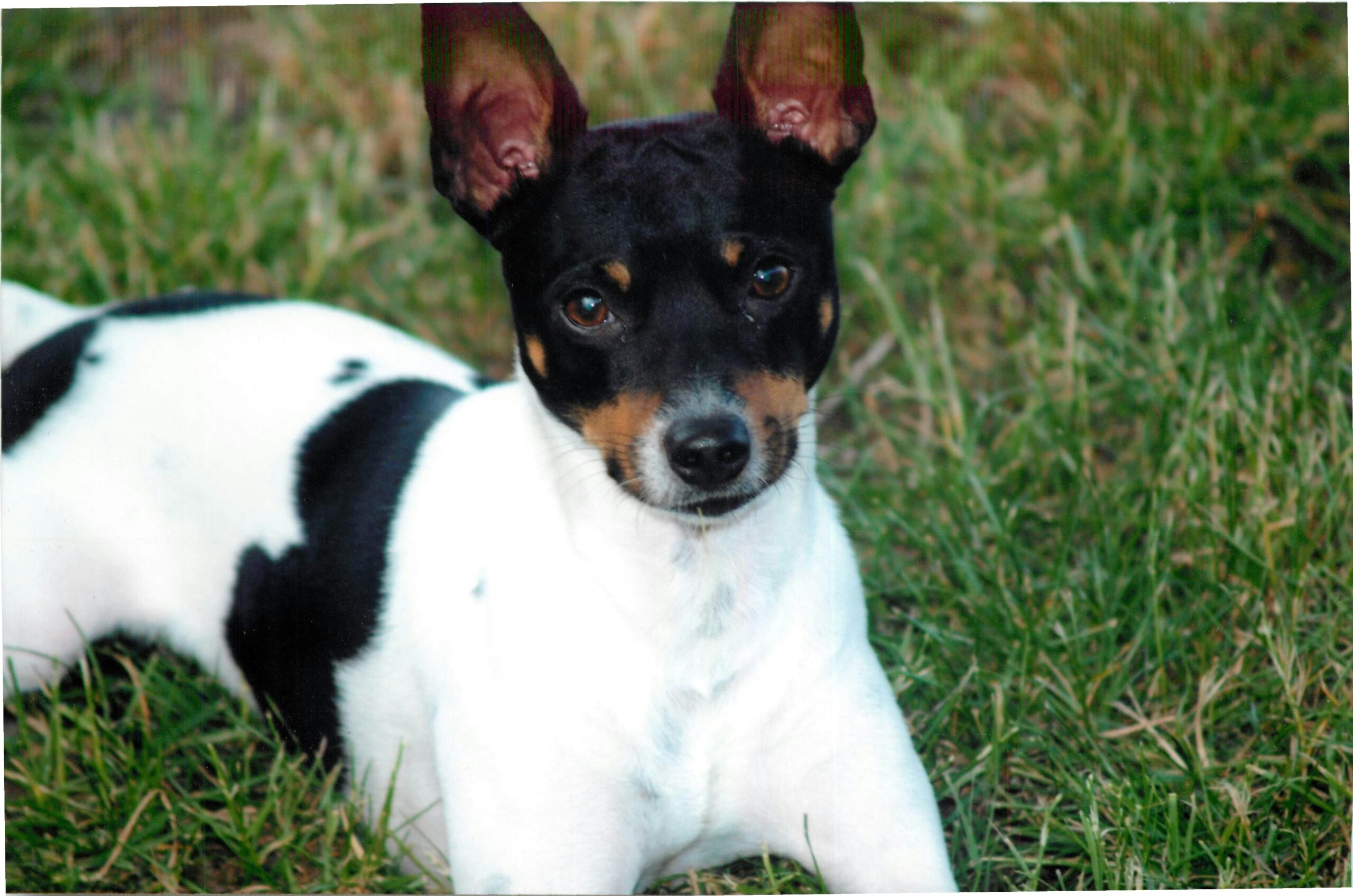 Rat Terrier pet insurance