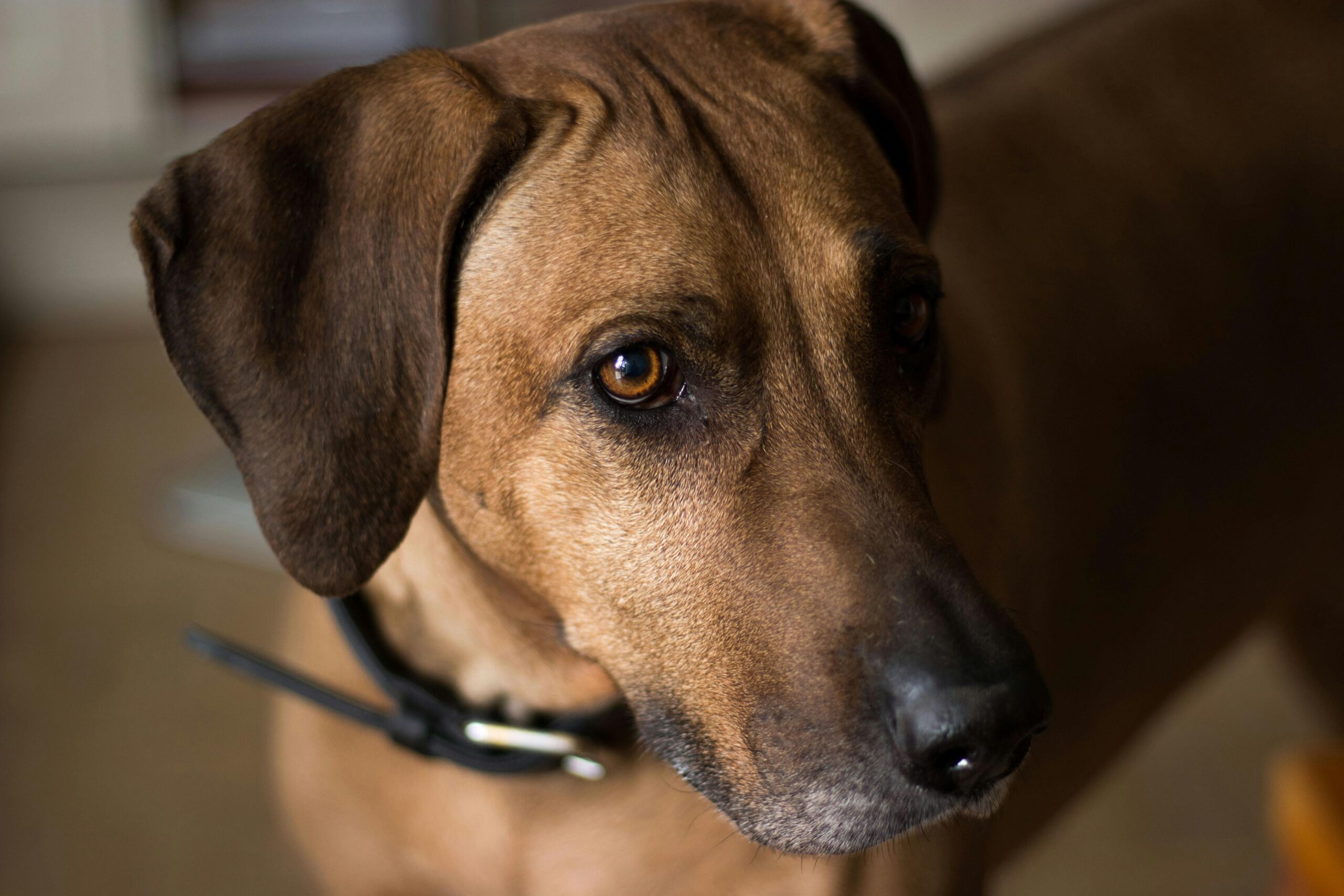 Rhodesian Ridgeback pet insurance