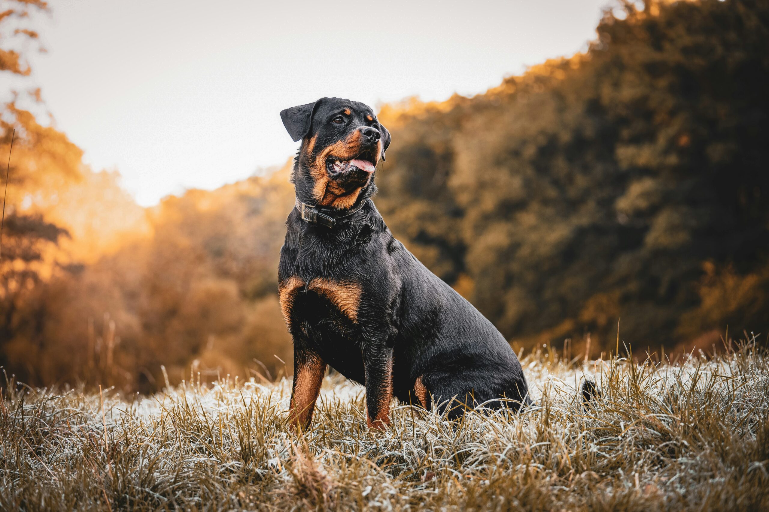 Rottweiler pet insurance