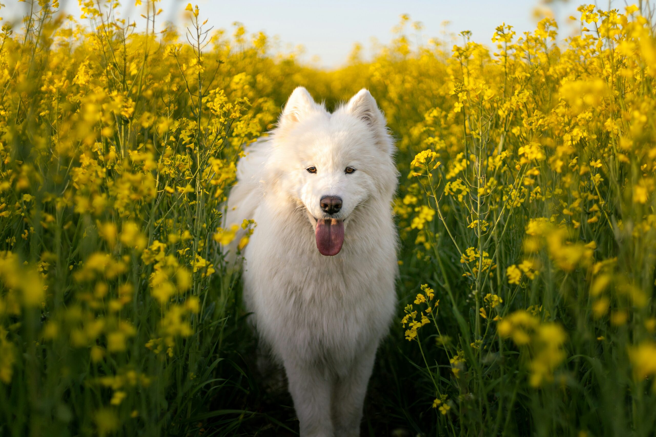 Samoyed pet insurance