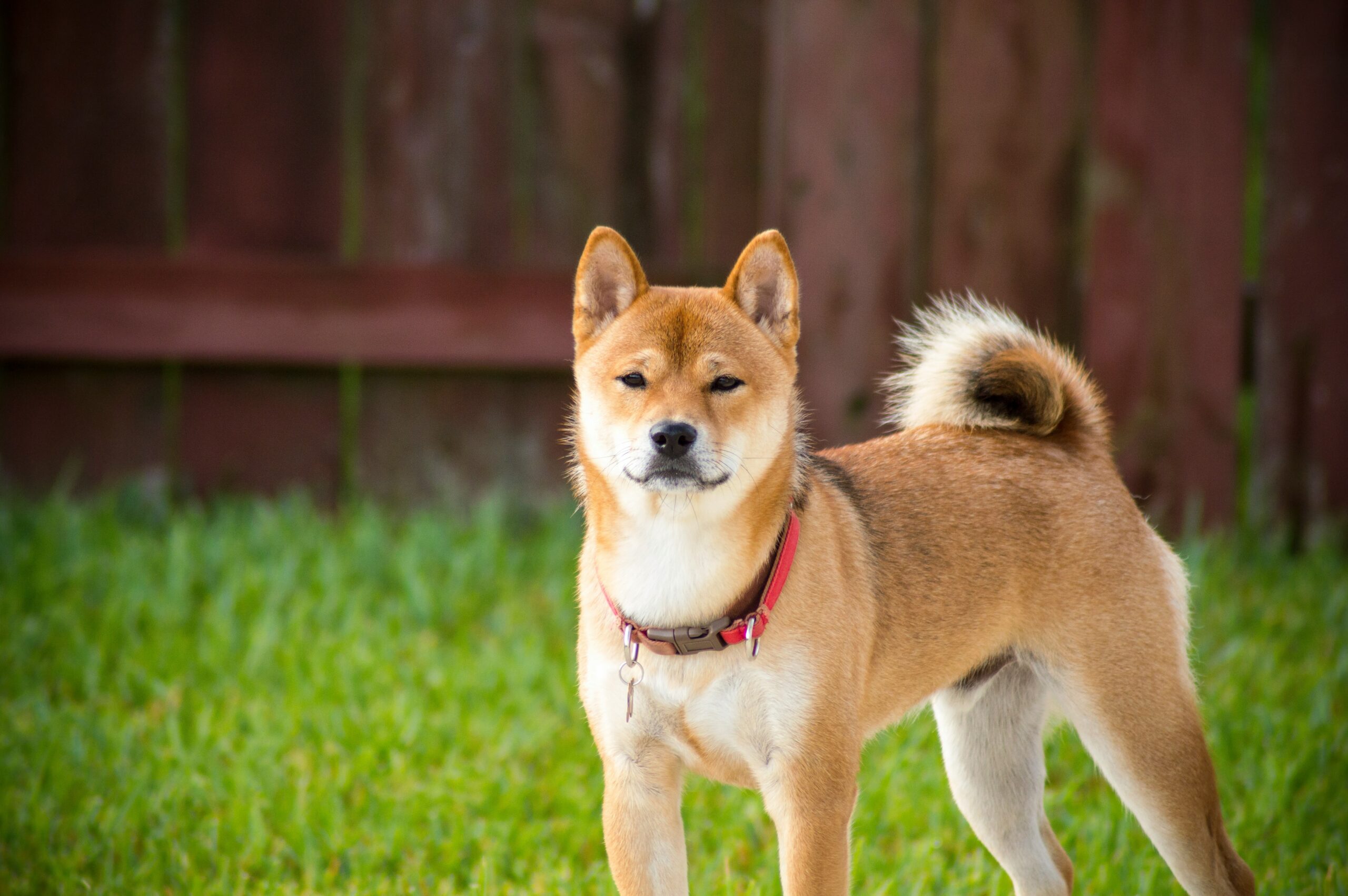 Shiba Inu pet insurance