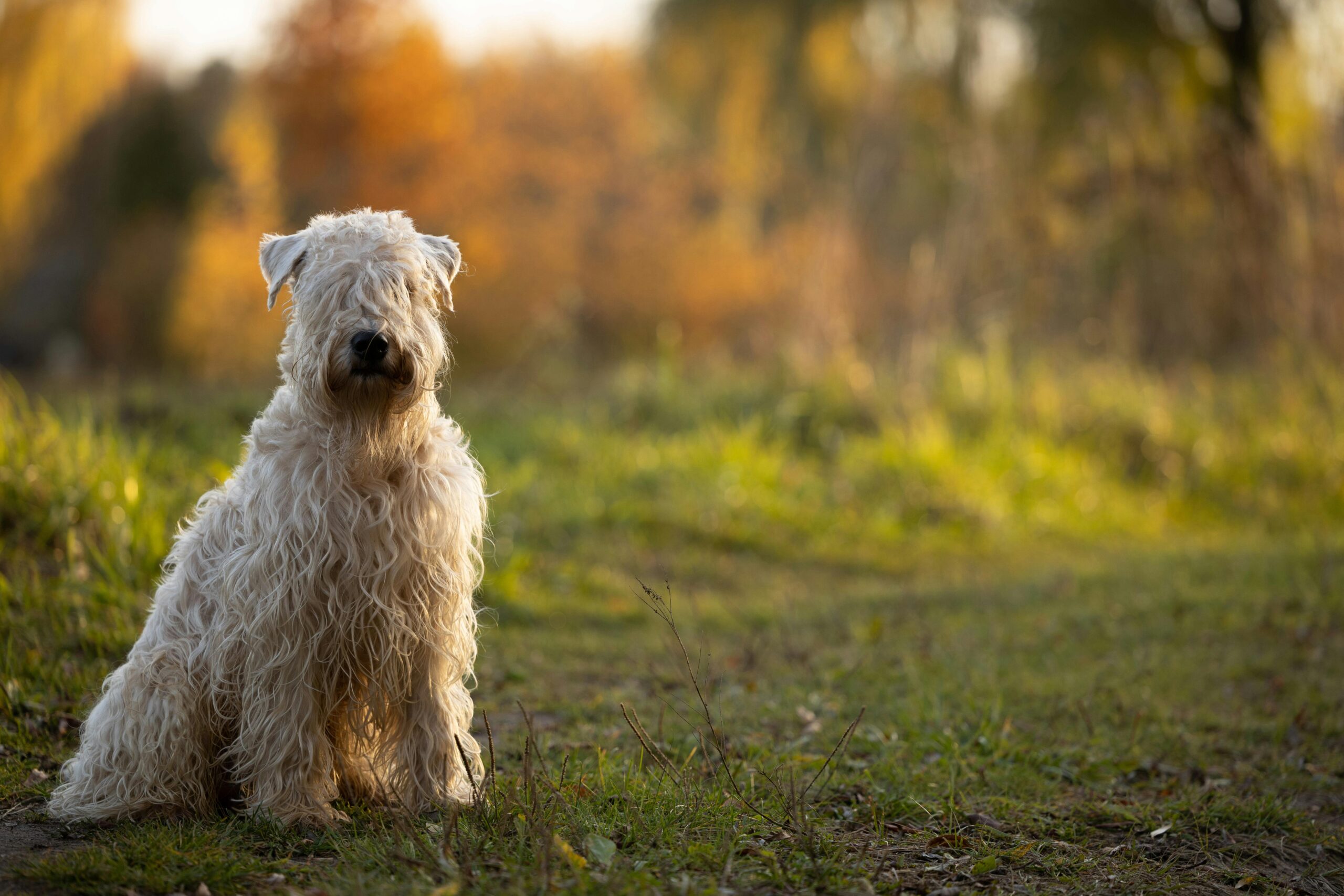 Soft Coated Wheaten Terrier pet insurance